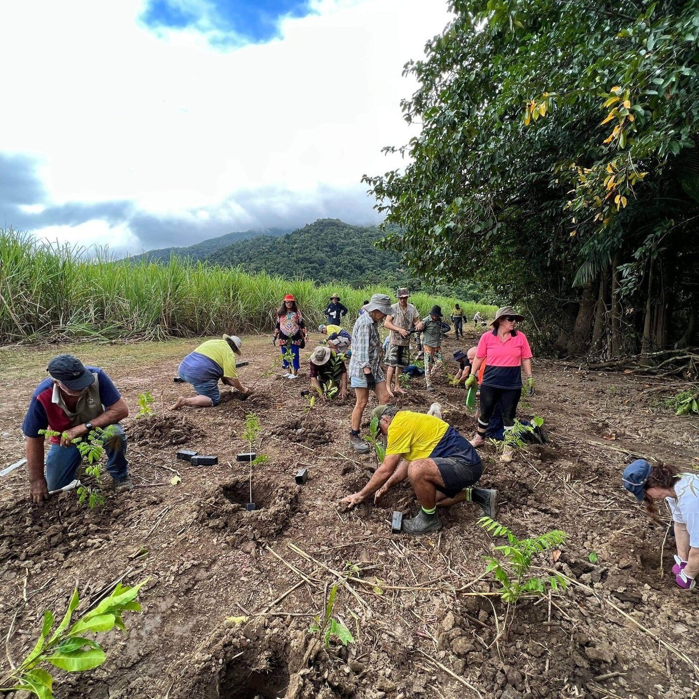 Hi Tree planters 💚🌿

Our next Community Tree planting event has been confirmed for this Sunday the 5th of November, starting 3:30pm at our Barbagallo Rd site, Aloomba.

Directions: From Gordonvale take the third turn off to Aloomba (Left turn off t