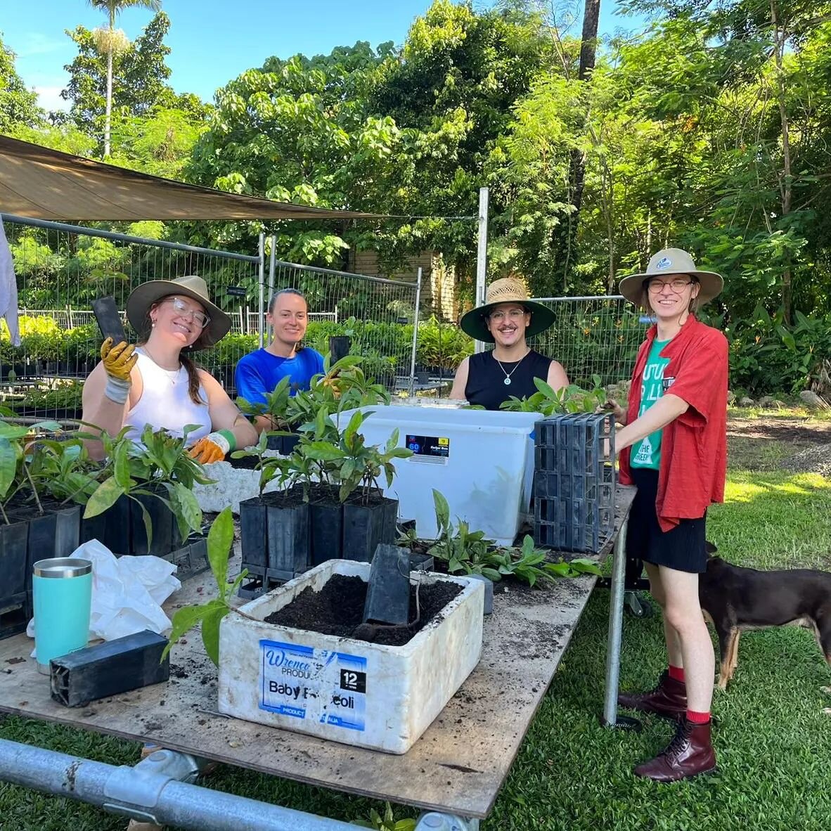 Meet some of our lovely volunteers from yesterday's planting session ~ from the left we have the wonderful Eve, Rachel, Sean and Keziah potting up some Barringtonia calyptrata seedlings. It was a beauty of a morning followed by an impromptu bbq by Ru