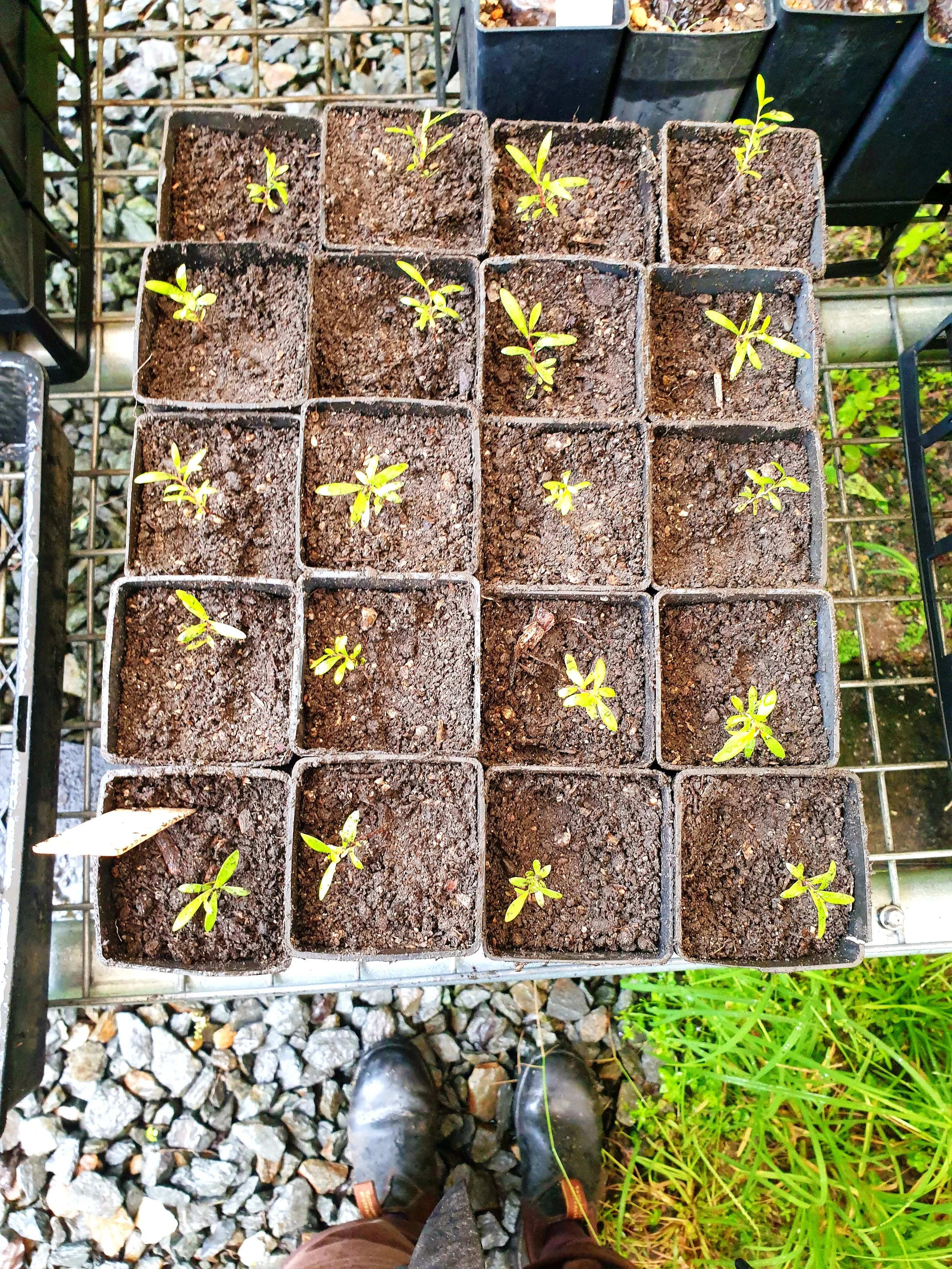 Community Nursery Mornings – Volunteer with Us! 🌱