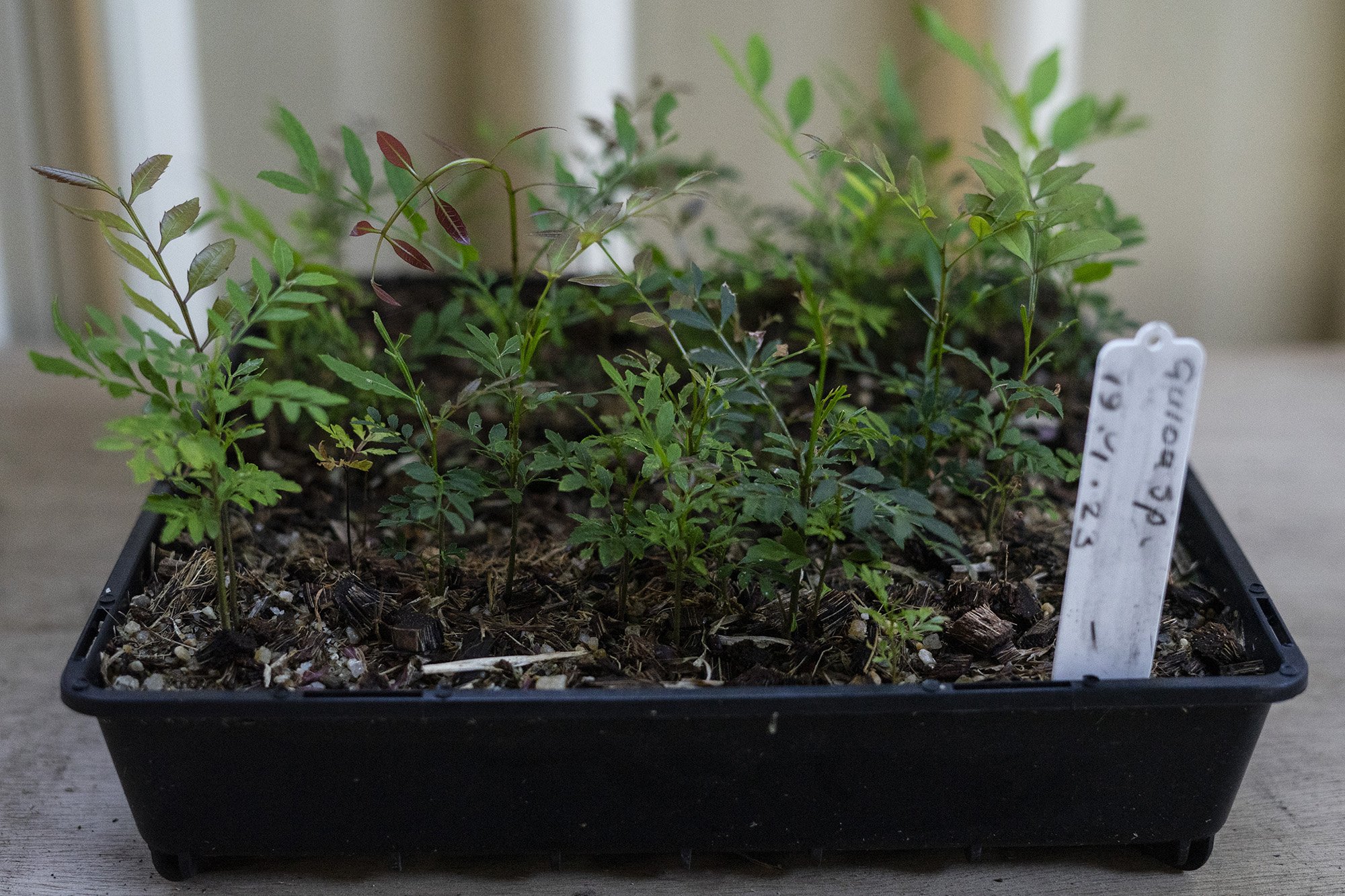 Community Nursery Mornings – Volunteer with Us! 🌱 