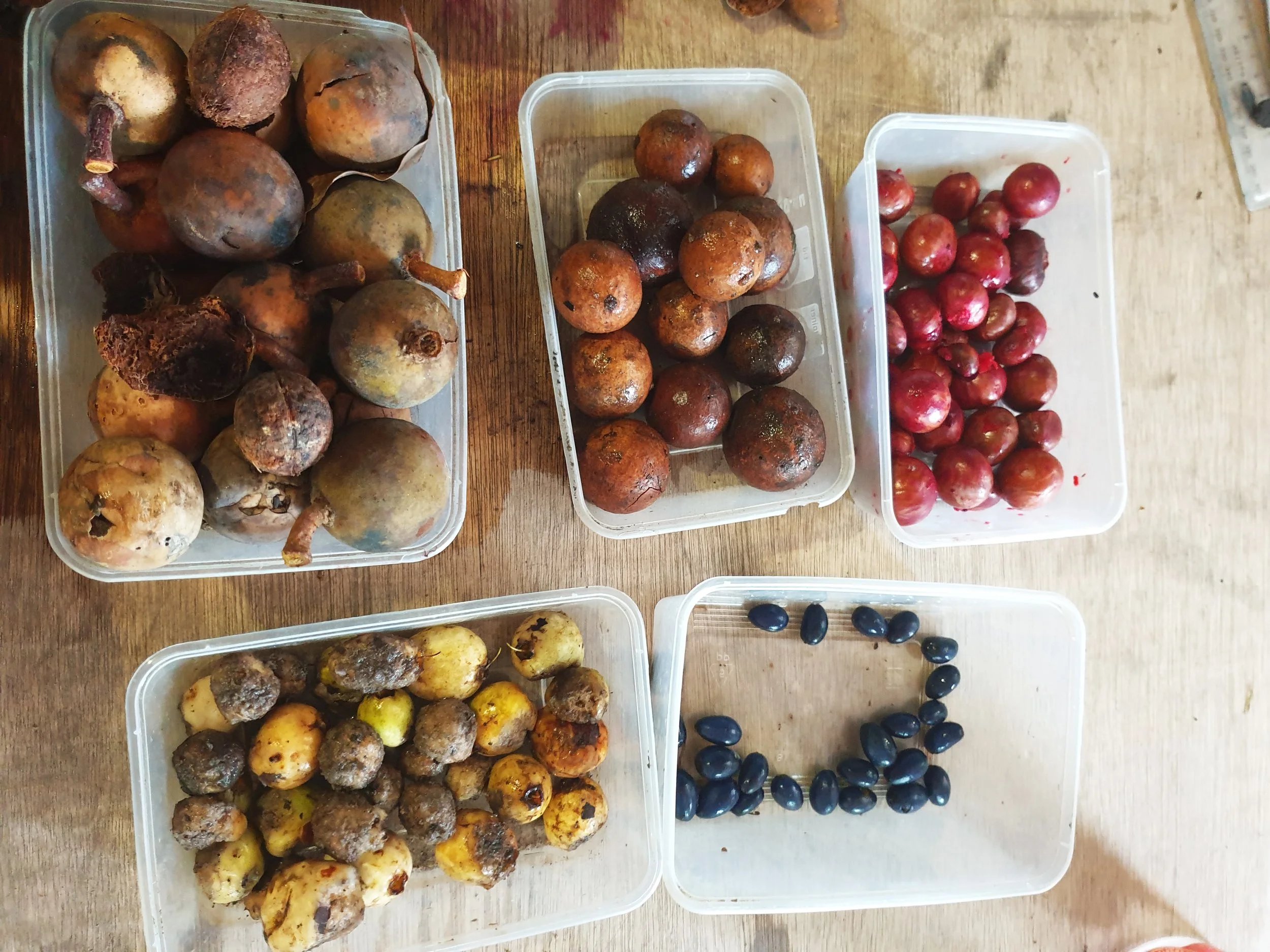 Community Nursery Mornings – Volunteer with Us! 🌱 