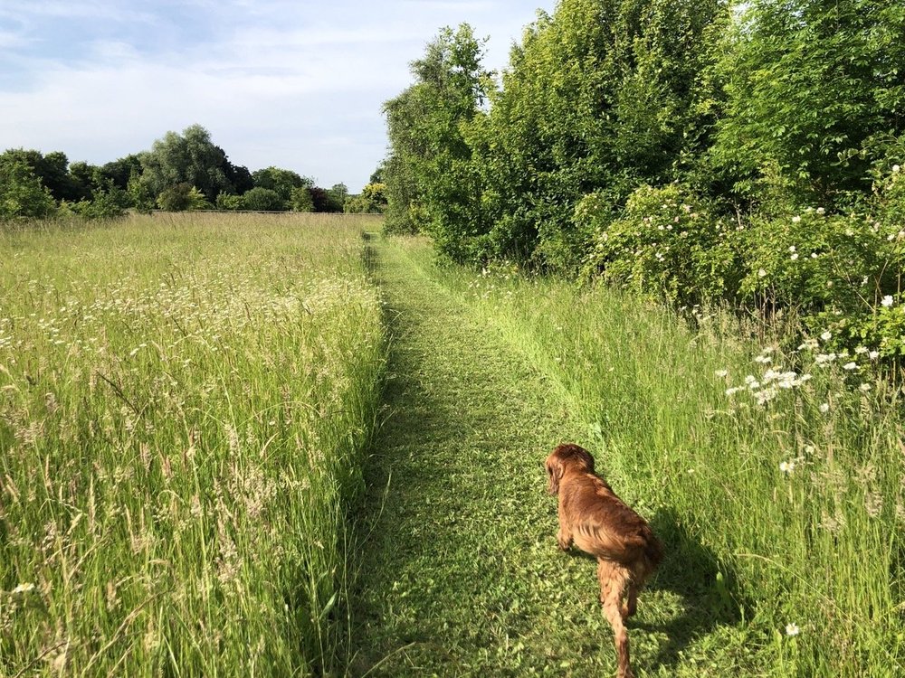 Ruffian Wood — PORTERS FARM