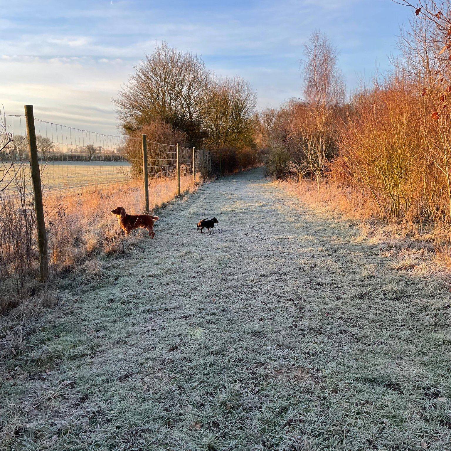 8am is free tomorrow morning (Thursday 19th) - such a lovely time of day to walk. Book via the website www.porters.farm 🐾 #dogsofinstagram #dogofinstagram #securedogwalkingfield #securedogwalking #happydogs #happydog #dogoftheday #dogwalkingessex