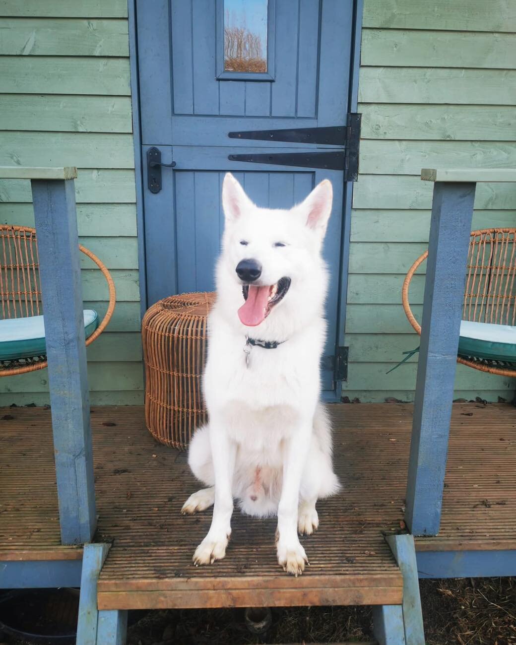 Bolt loves his visits to Ruffian Wood, he wasn't quite as white after 🤣🙈 
There are lots of 4pm spaces next week and with the longer days, it&rsquo;s a lovely time to walk with the sun setting&hellip; see www.porters.farm to book 🐾