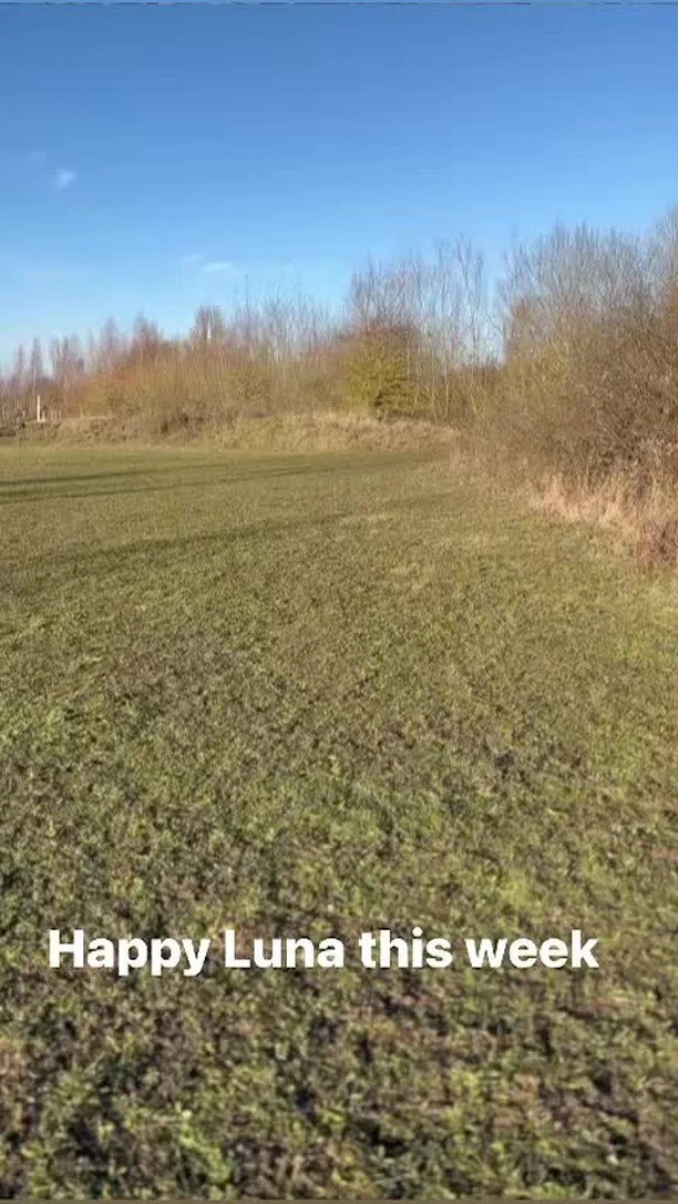 Ruffian Wood — PORTERS FARM