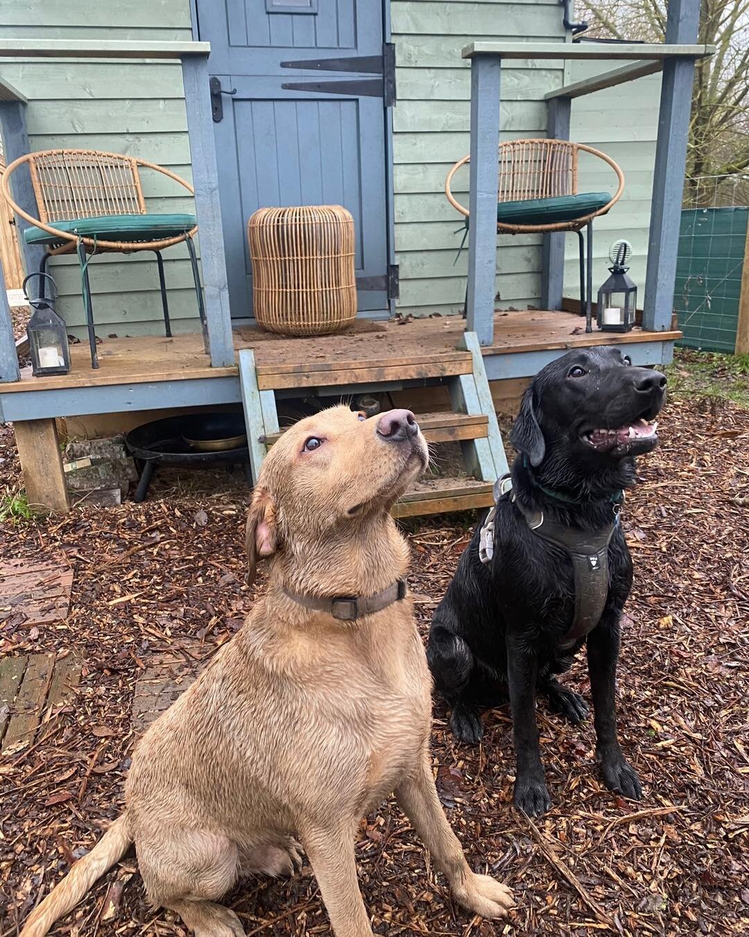 Last minute cancellation for 7am tomorrow (Friday 17th). Book online at www.porters.farm
Meet Chester and his brother Arthur, aren&rsquo;t they handsome? 🐾