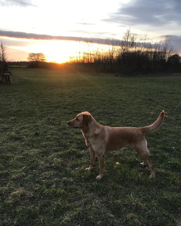Monday 20th free at 9am. GONE NOW. But there a few 5pm and 7am slots next week. See the website www.porters.farm to book. Look at Max admiring the sunset today. Happy weekend 🐾