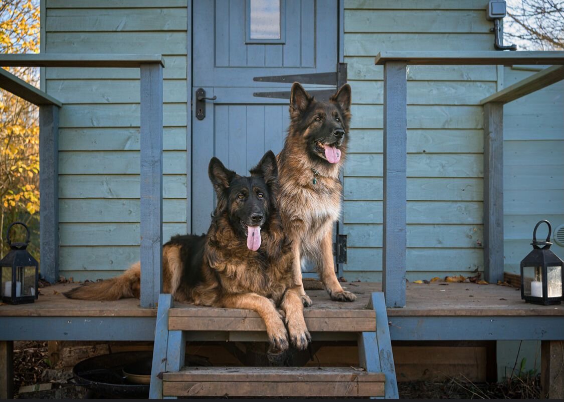 Forgot to post these gorgeous pics of Woody and Roxy @woodyandroxygsd from before Christmas, taken by the very talented @susanlangphotography - aren't they gorgeous 🐾 ps there are still a few 7am or 5pm slots this week (Weds, Thurs and Fri) see the 