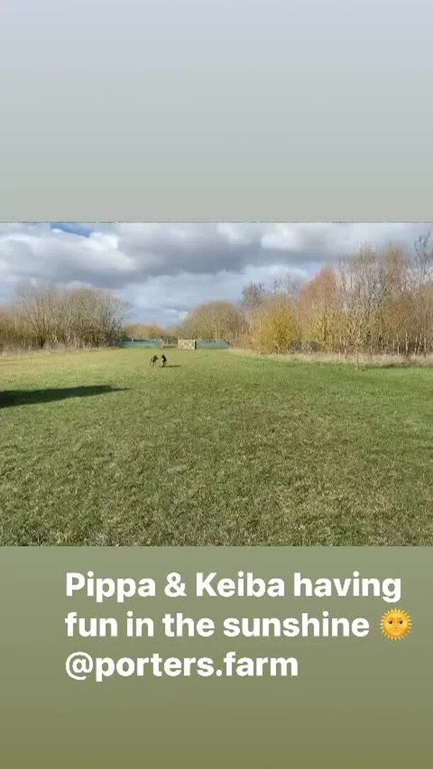 Ruffian Wood — PORTERS FARM