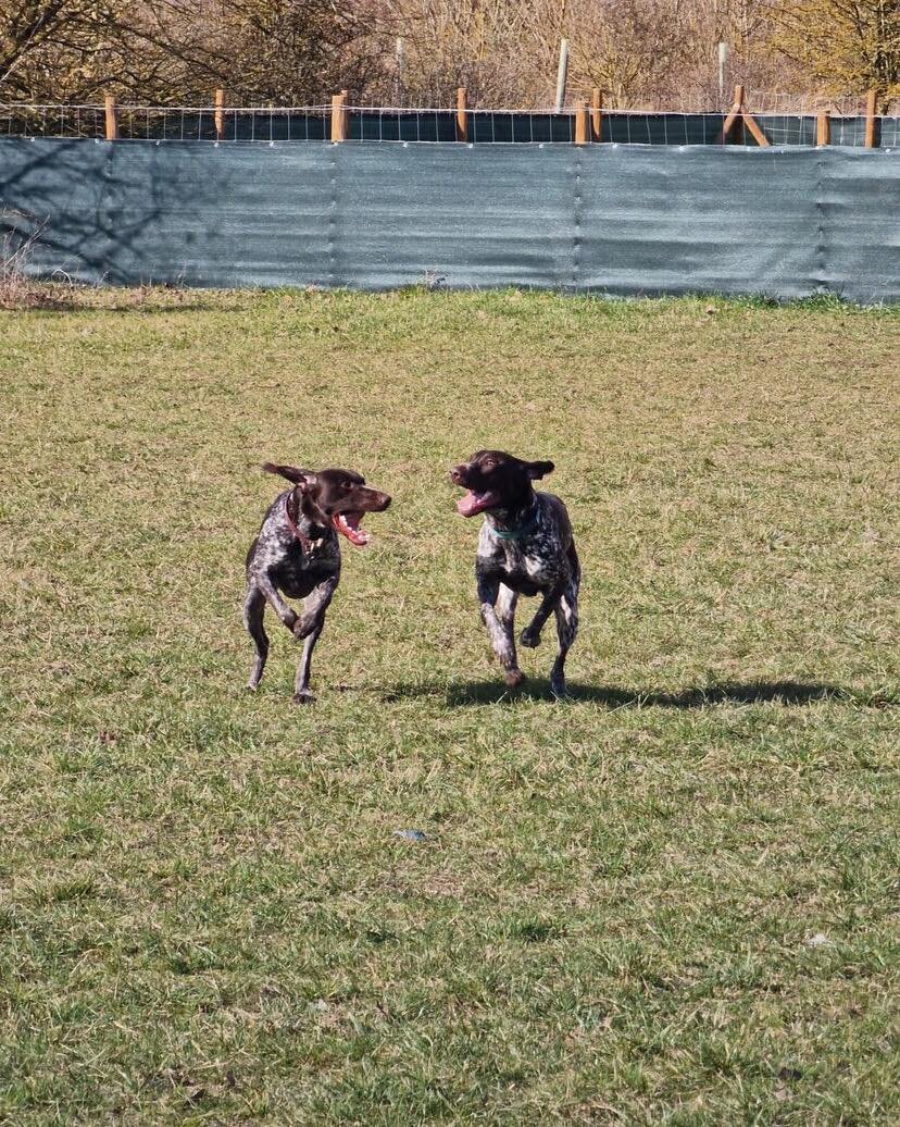 Pippa &amp; Keiba had a ball together this week. There are a couple of slots free next week - Tues 14th at 5pm, Weds 15th at 7 and 8am. Book online at www.porters.farm 🐾