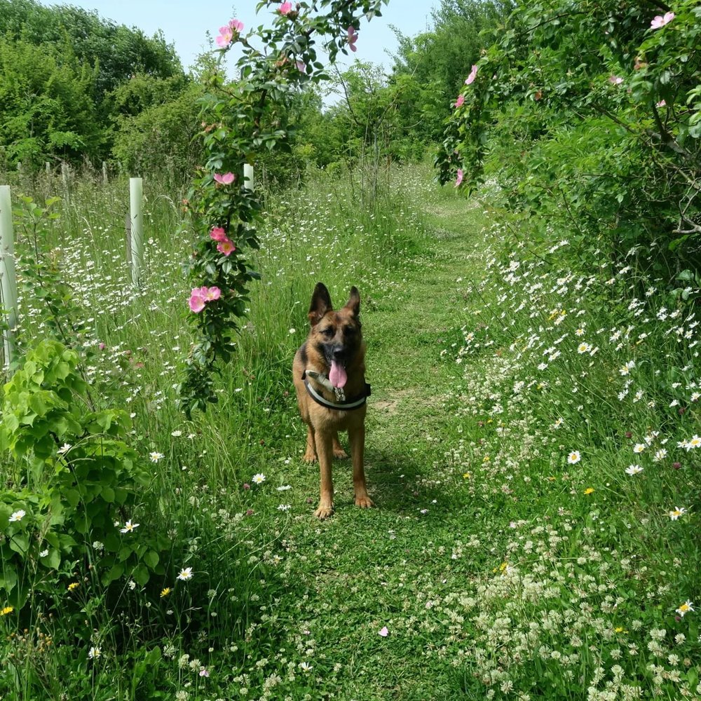 Ruffian Wood — PORTERS FARM