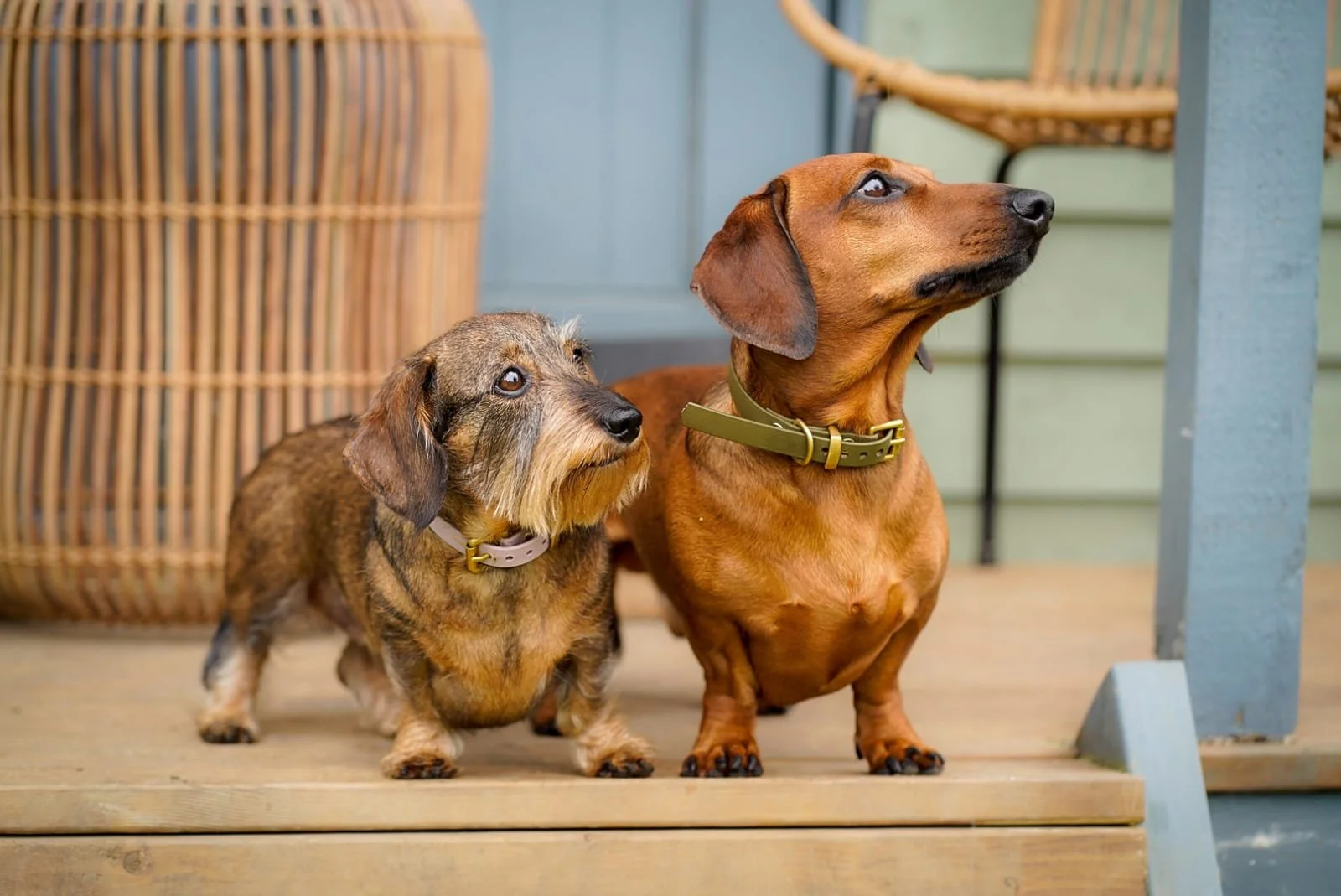 Ruffian Wood — PORTERS FARM