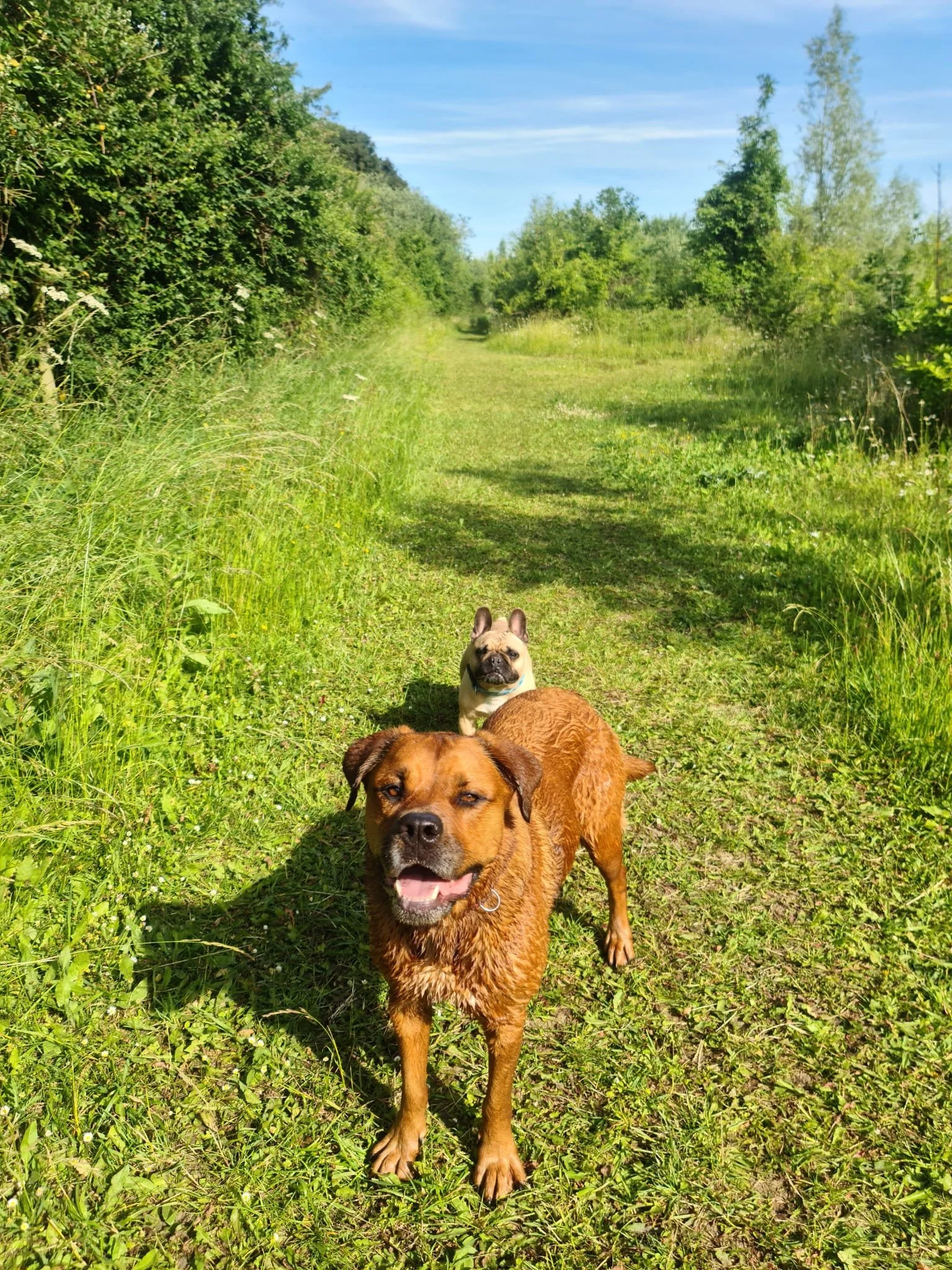 Ruffian Wood — PORTERS FARM