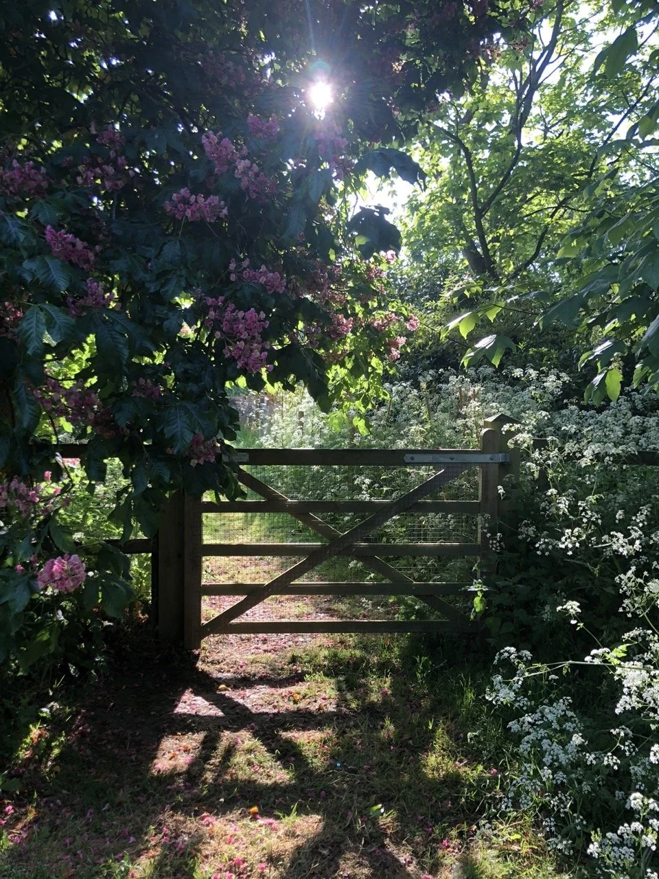 Ruffian Wood — PORTERS FARM