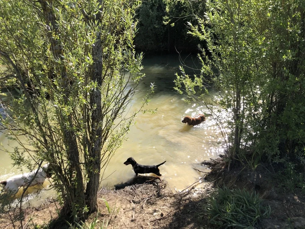 Ruffian Wood — PORTERS FARM