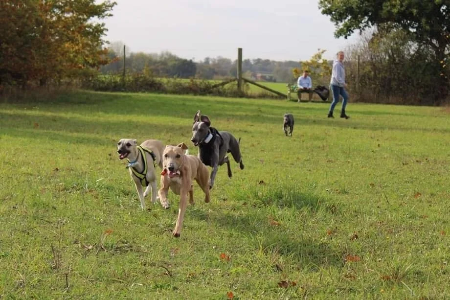 Ruffian Wood — PORTERS FARM