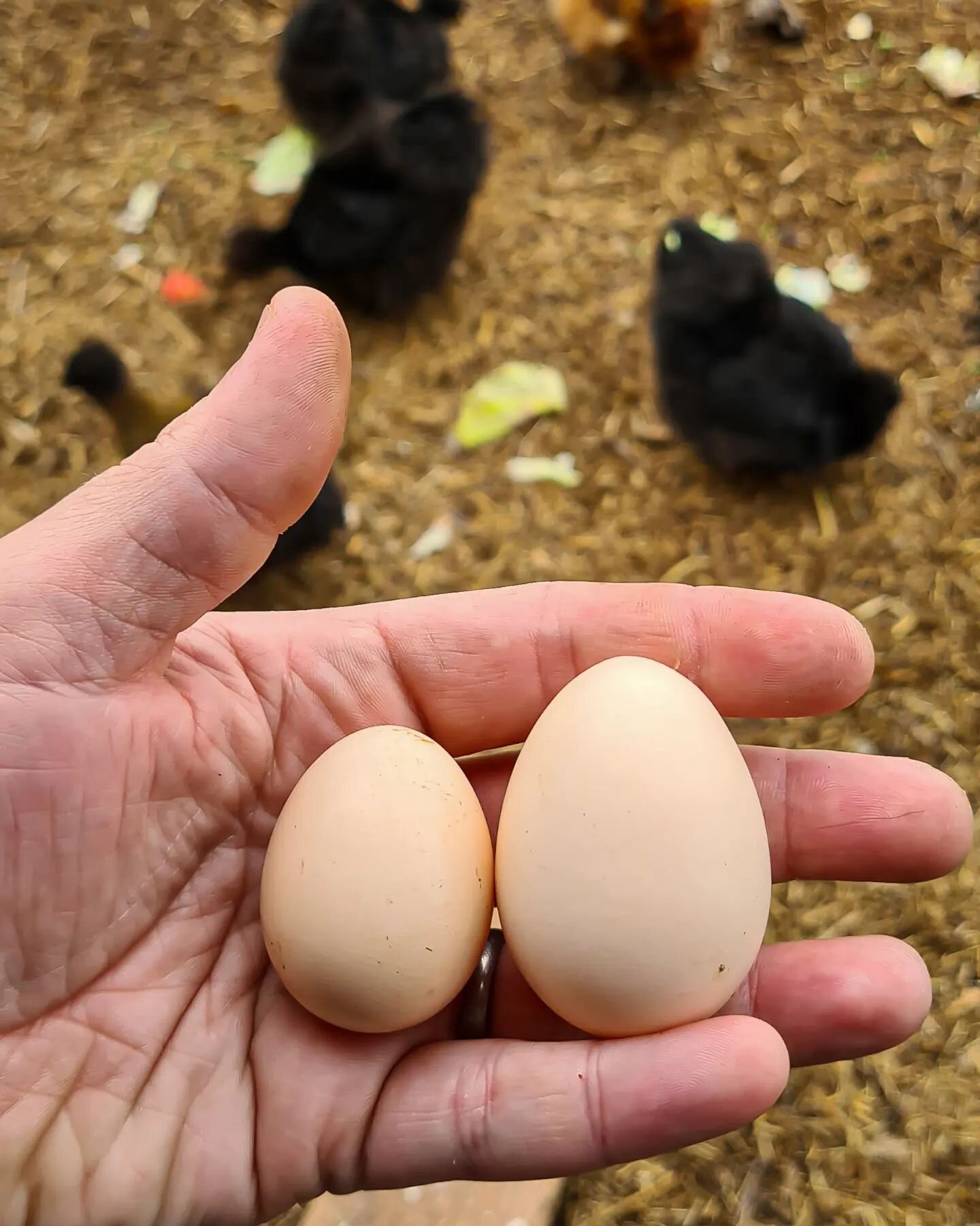 As our plans for the gardens and lavender fields take shape, it can all begin to sometimes feel insurmountable. That's why we like to stop and take notice of the small wins.

This morning, when checking on our chickens, we discover that our newest me