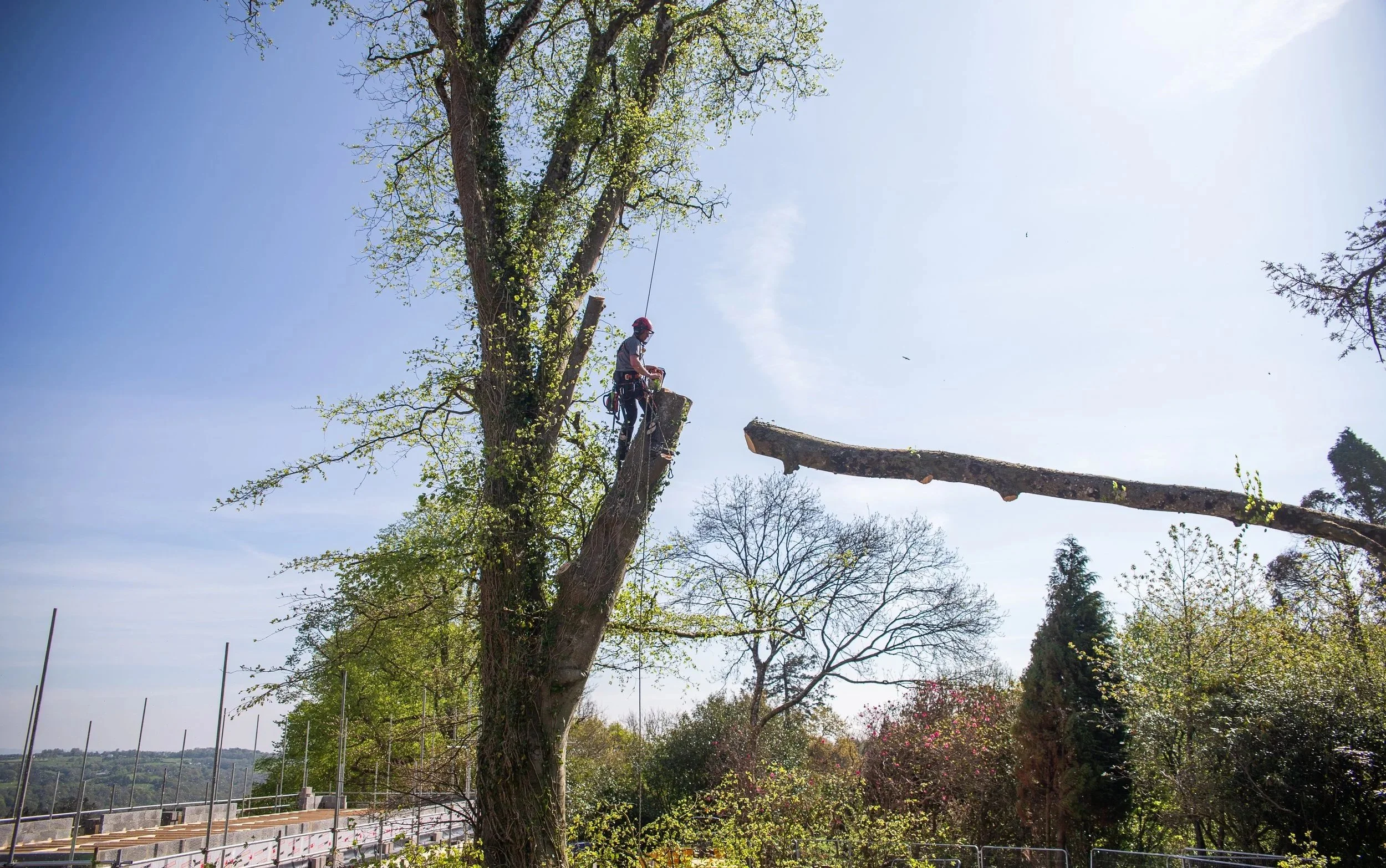 Chop And Chip Devon Tree Services | Enhance Your Trees Today