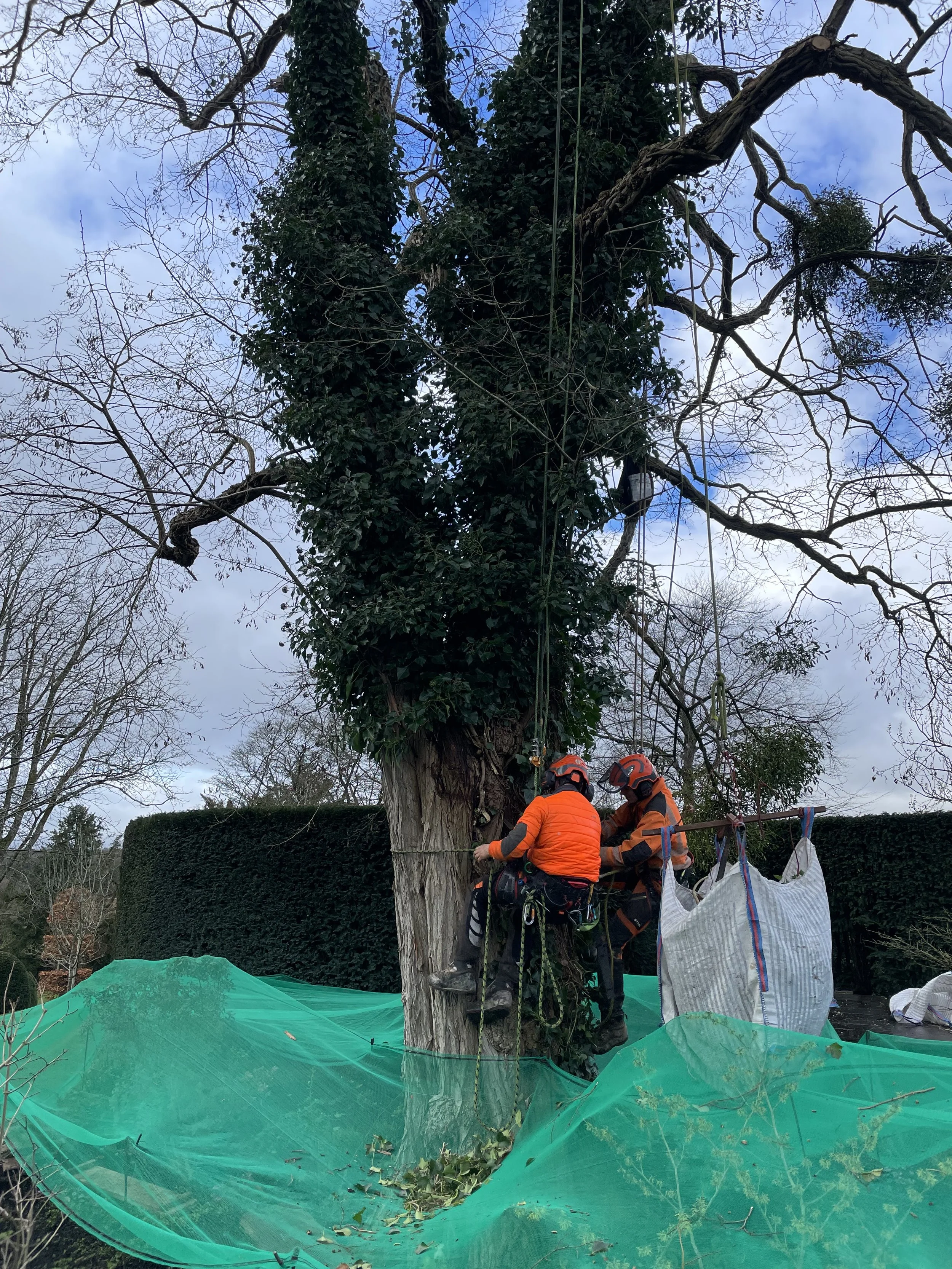 removing the ivy from this rubinia tree