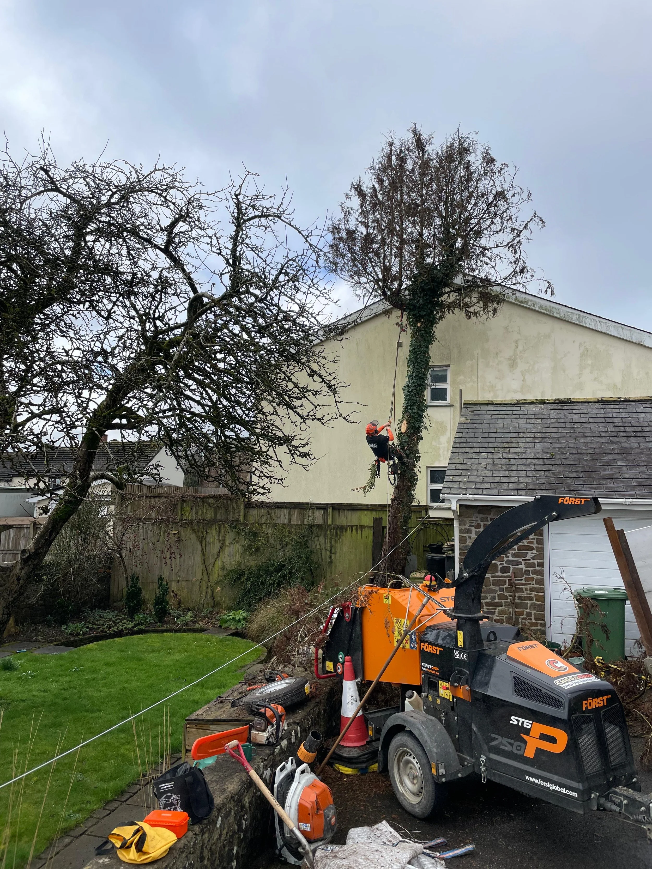 dead leylandi removal