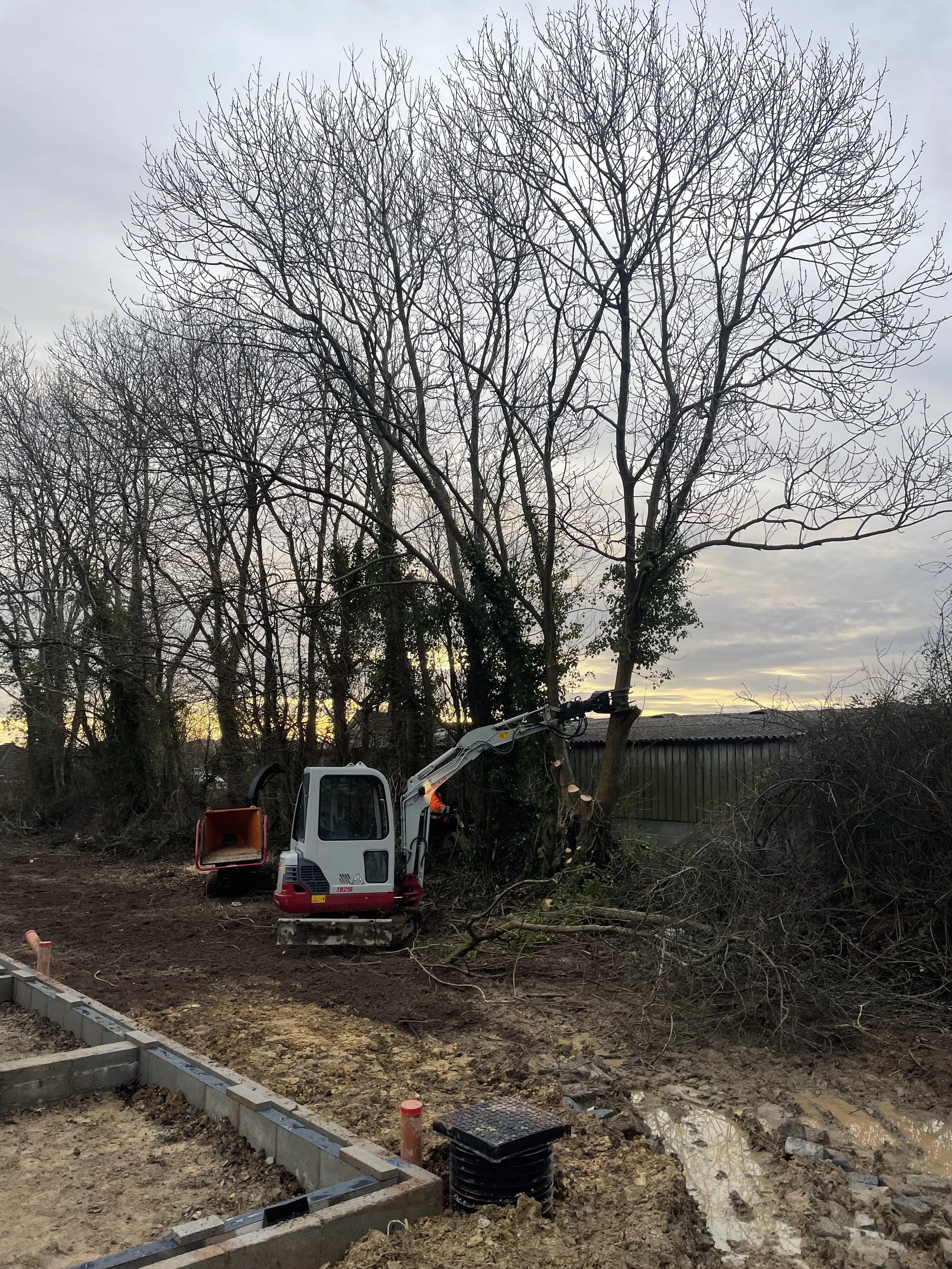 Chop And Chip Devon Tree Services | Enhance Your Trees Today