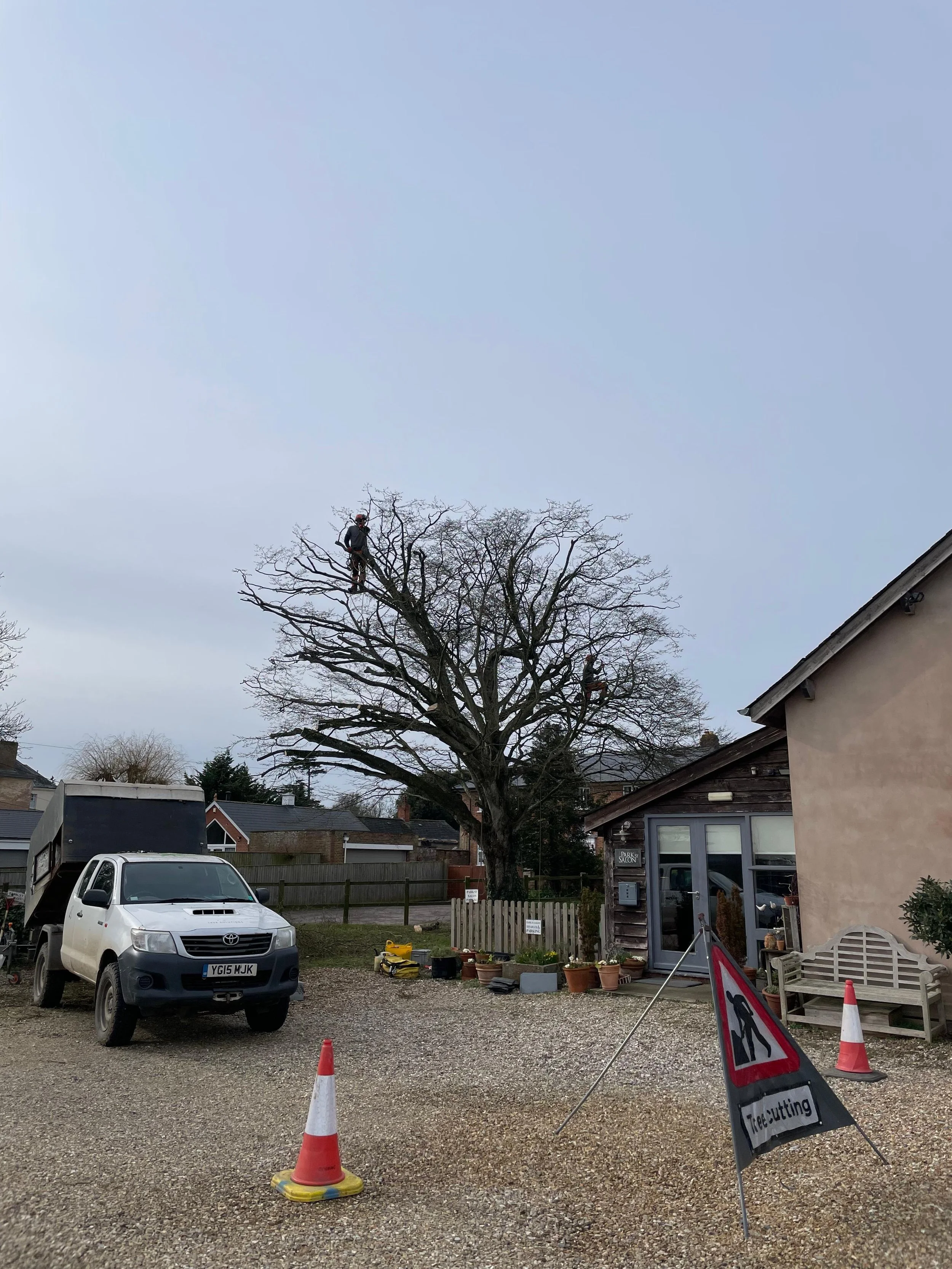 Large hornbeam reduction to maintain its size and saftey