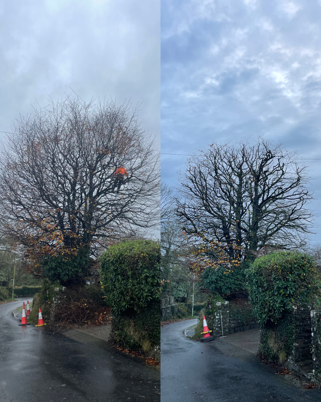 Chop And Chip Devon Tree Services | Enhance Your Trees Today