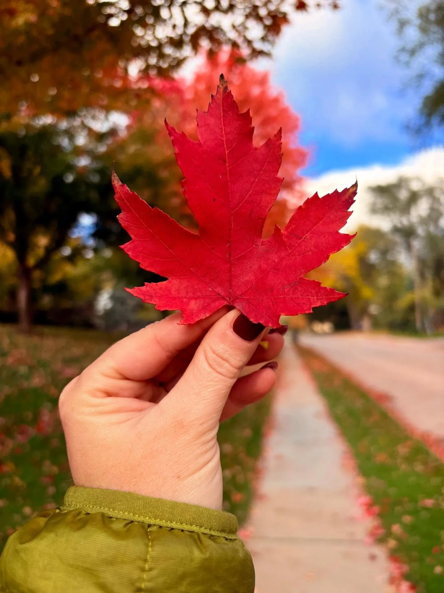 didn&rsquo;t get around to logging fall pics until winter. whooops! time flies when it&rsquo;s gorgeous outside. 

sept oct nov and start of dec.