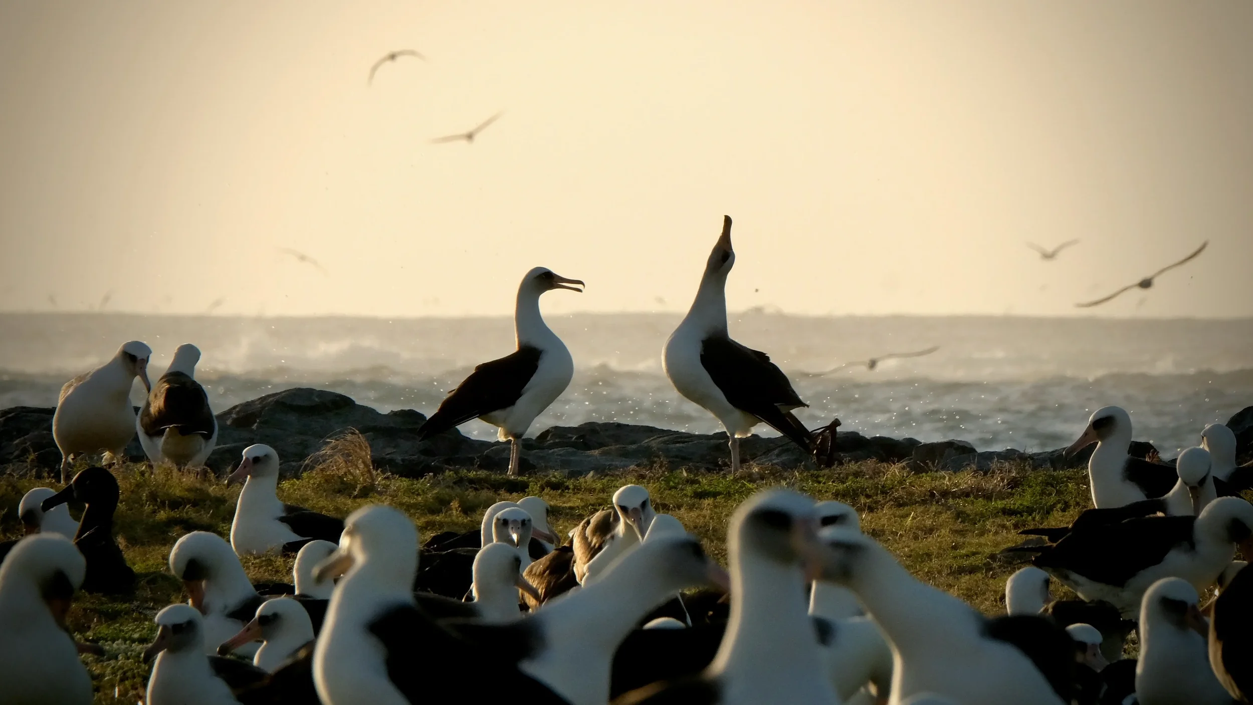 3-OceanWithDavidAttenborough_032.webp