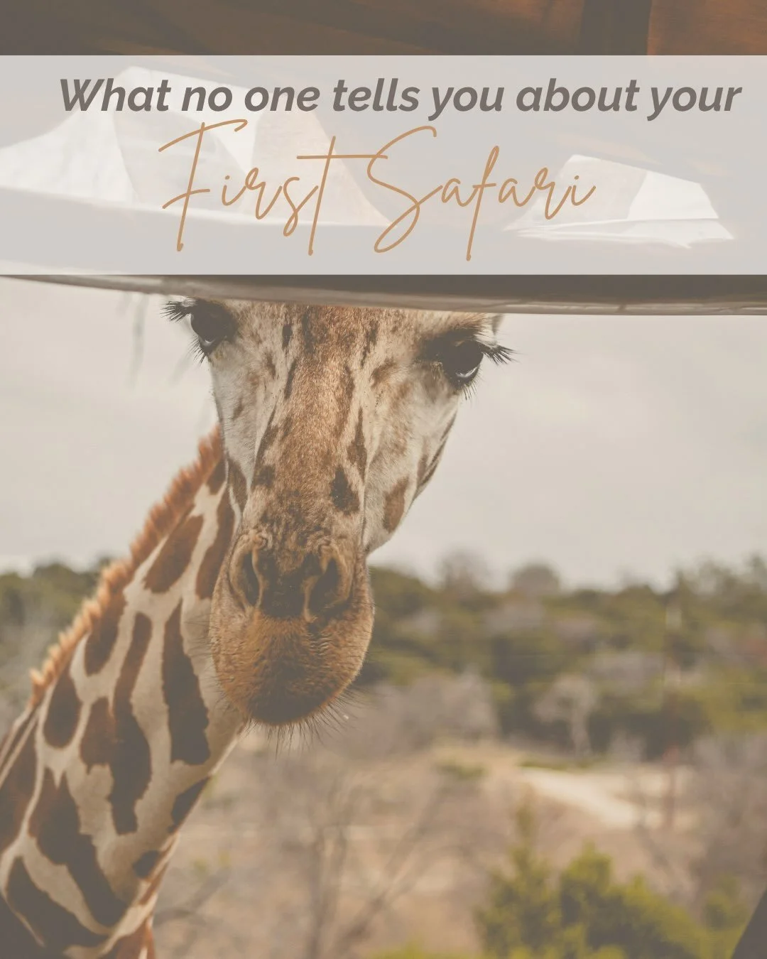 I thought I knew what to expect from safari. 

I was wrong about almost all of it. The wake up calls are early, the best moments move too fast for a fancy camera, and the animals you don&rsquo;t expect end up being the ones you talk about for years. 