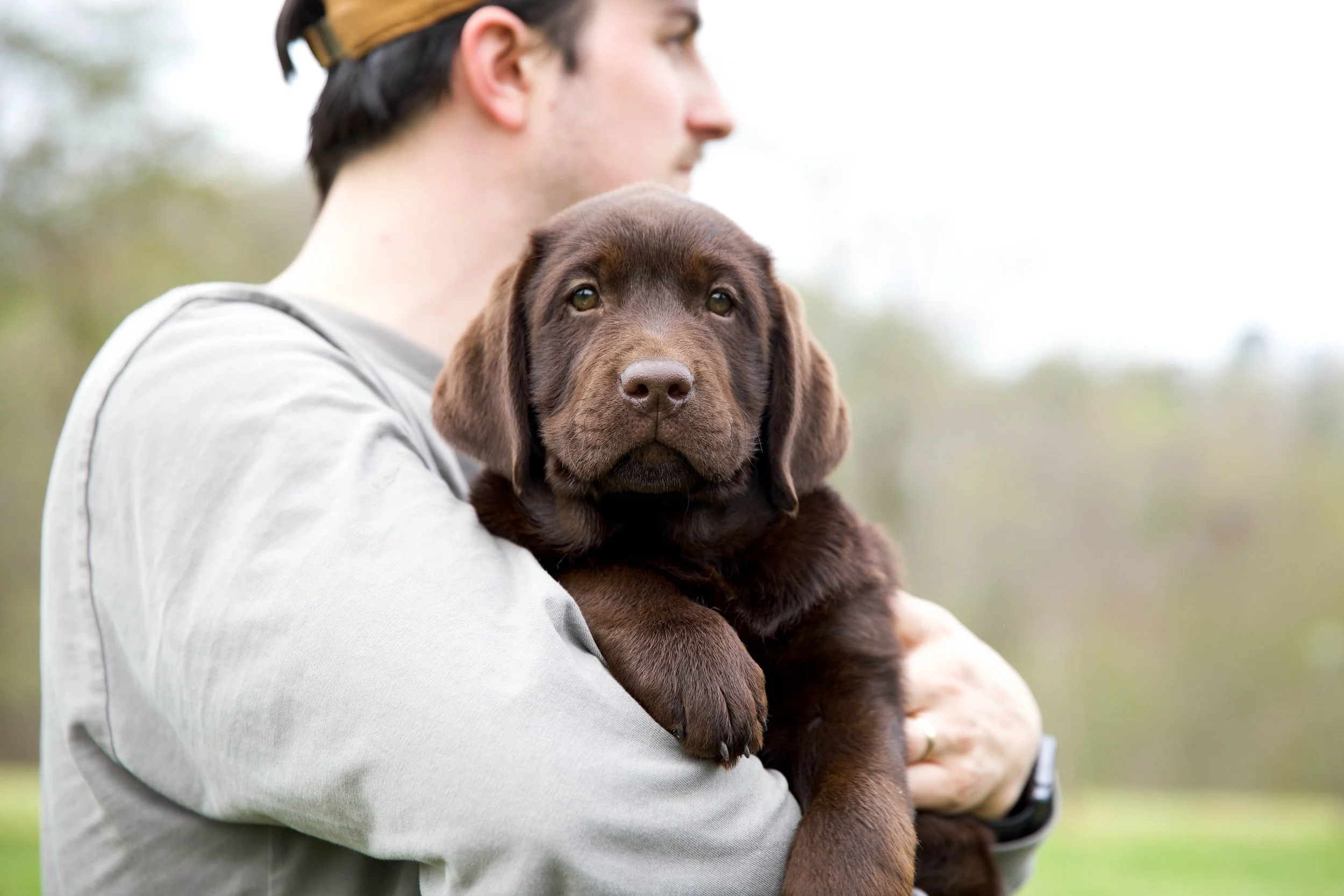 Best English Labrador Breeders in the USA Moose and Mary Labrador Kennels