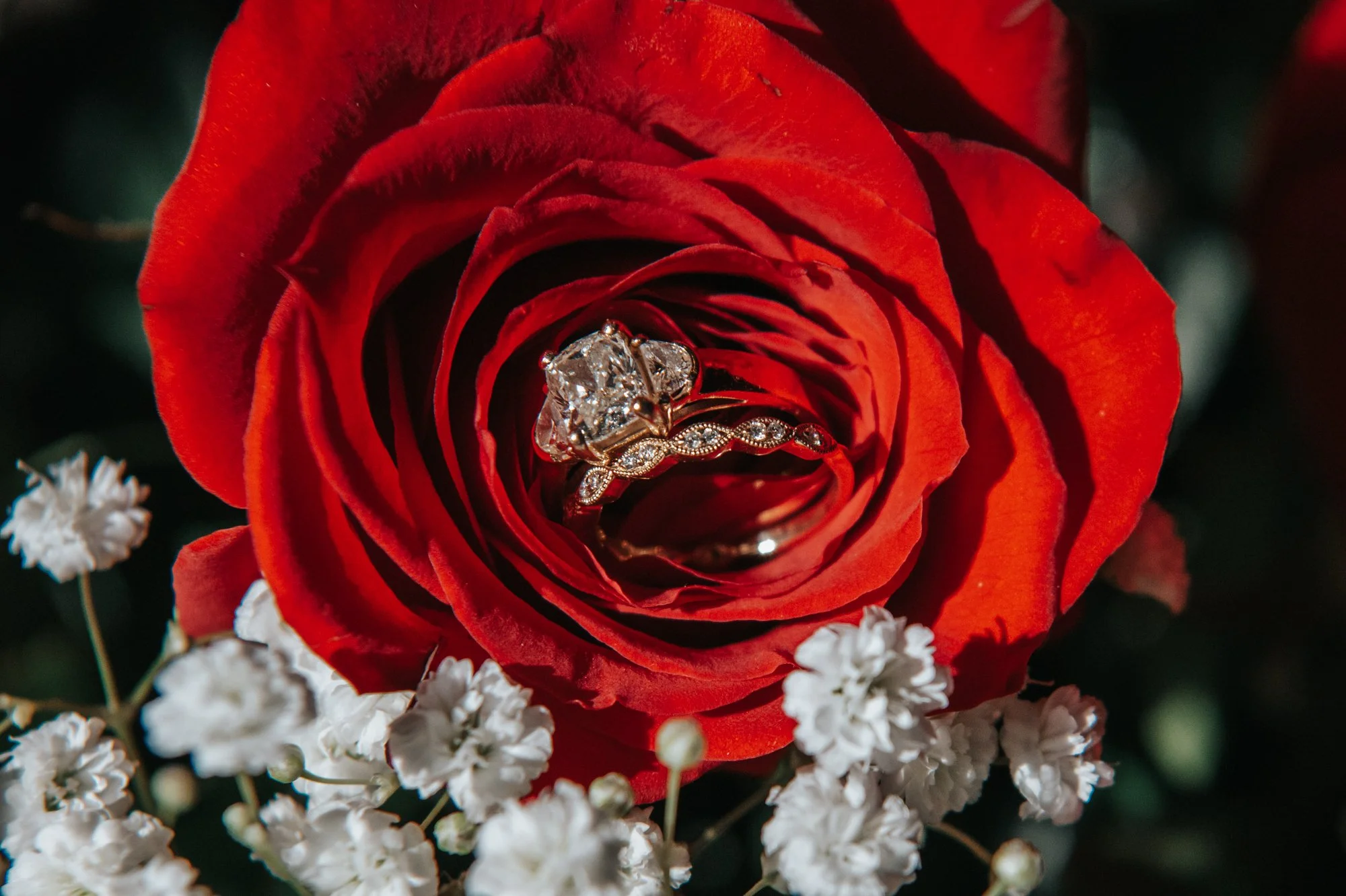 A red rose with a diamond engagement ring and a wedding band placed inside the petals, surrounded by small white flowers.