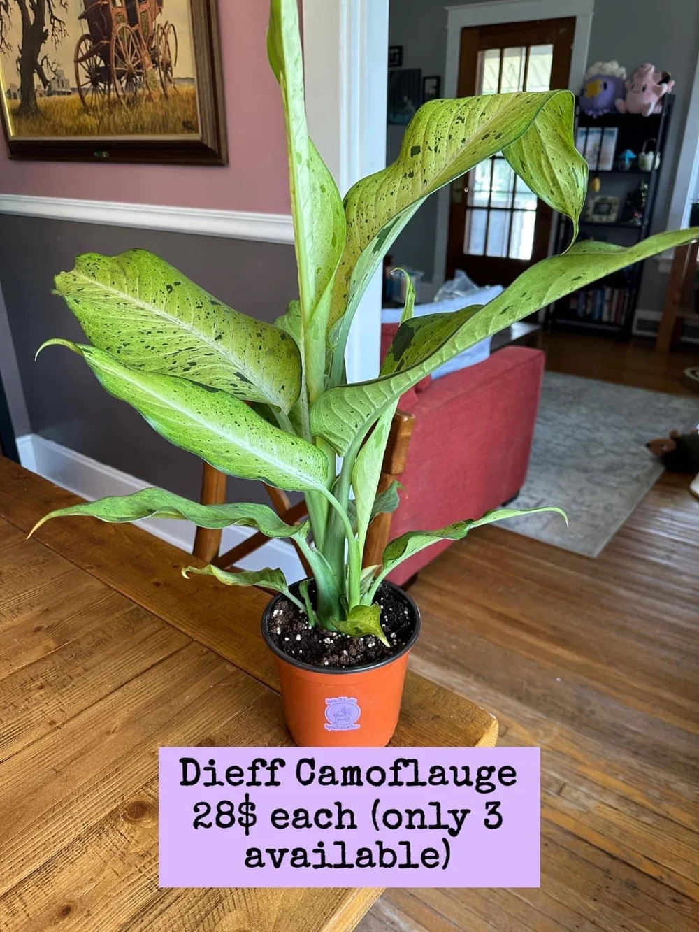 house plant delivery Best-Selling Plant Bundle