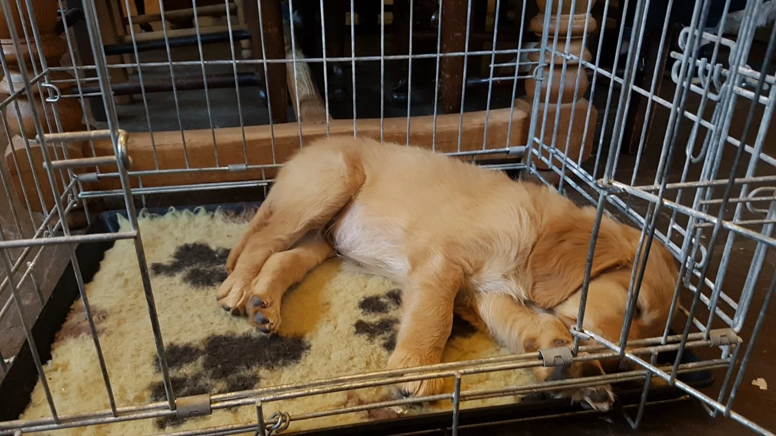 How the right bed will help your newly rescued dog to settle in