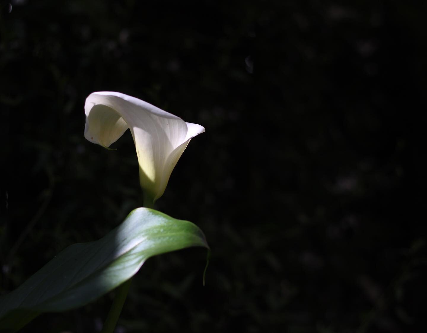 Chiaroscuro Calla.