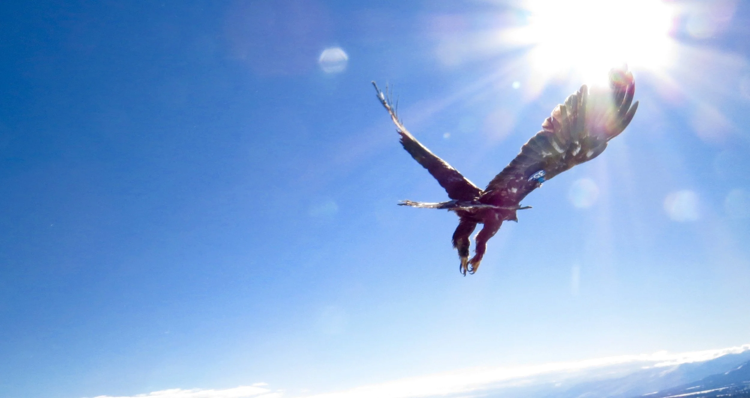 Walking Through Fall - Morning Bird Saunters - Sat,Oct 18 and Sat, Oct 25, 9-11am