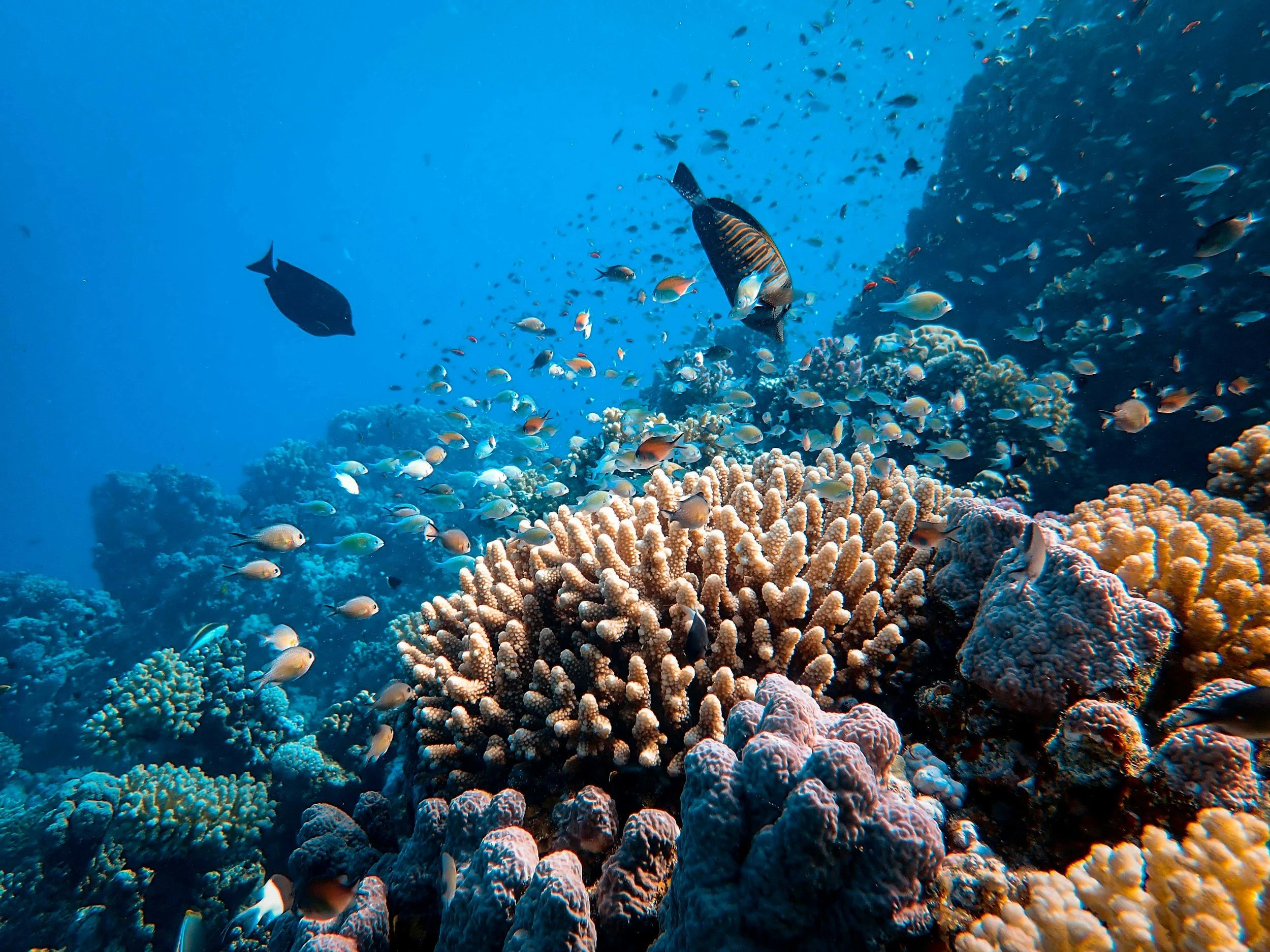 Snorkel the Red Sea