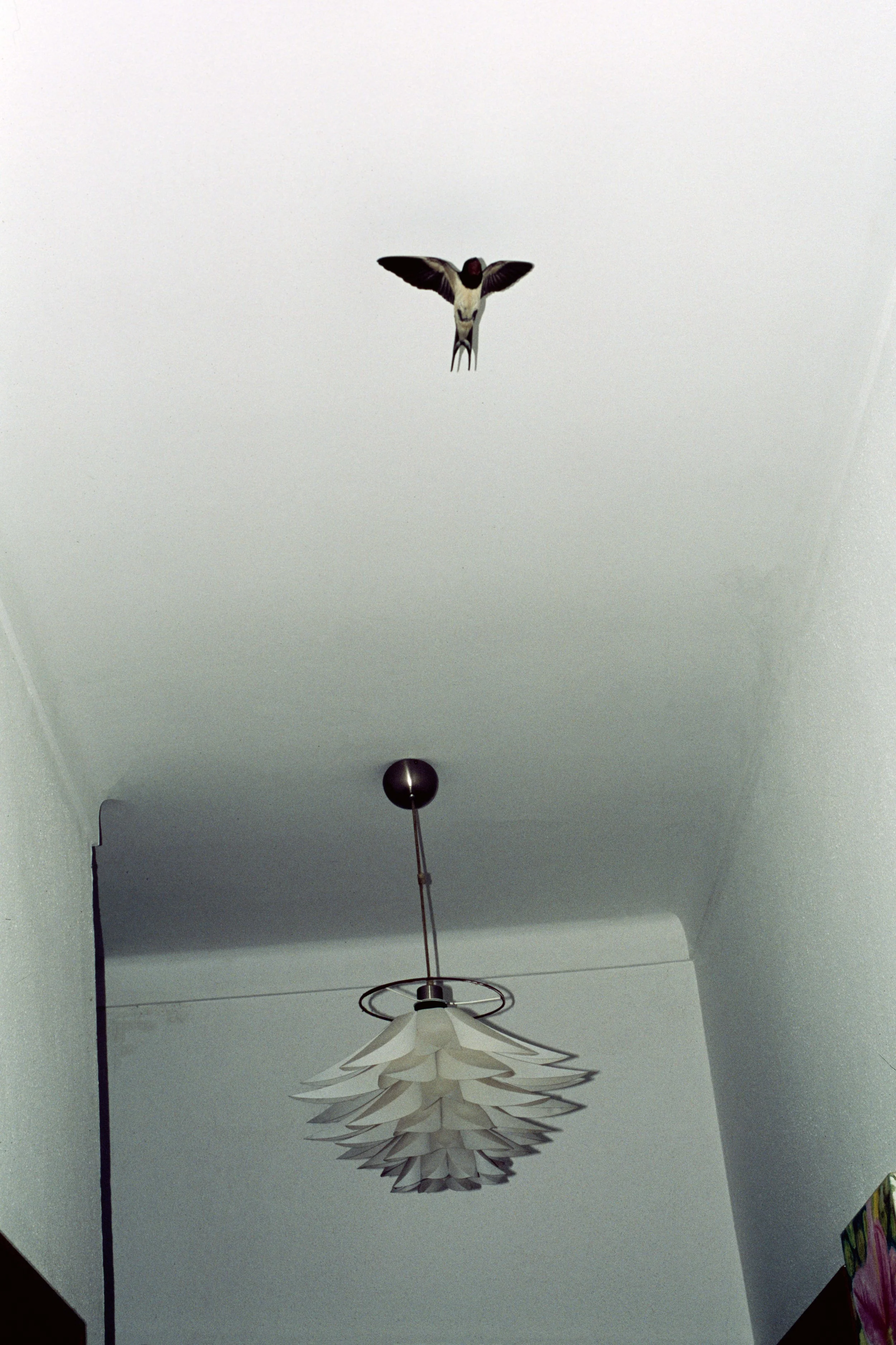 BEATRIZ BANHA | Mitologias