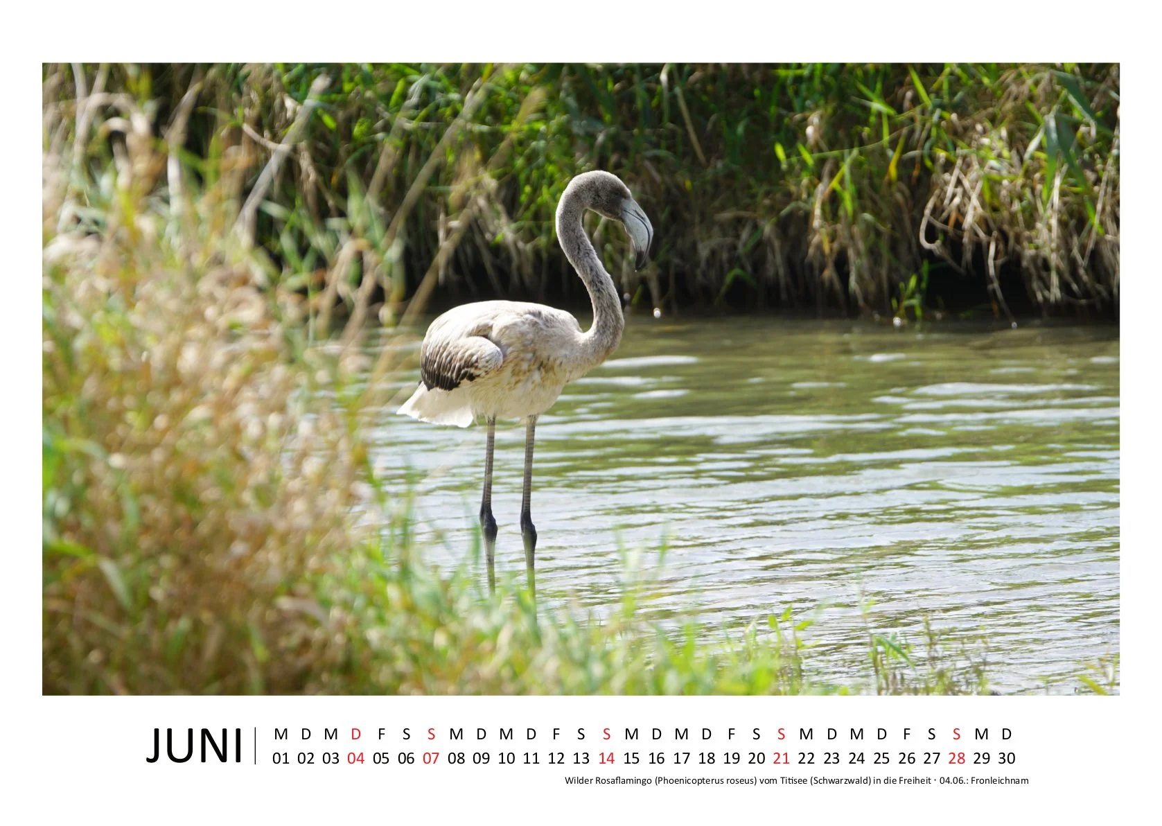 HirschJ_Kalender 2026_quer_06Juni.jpg