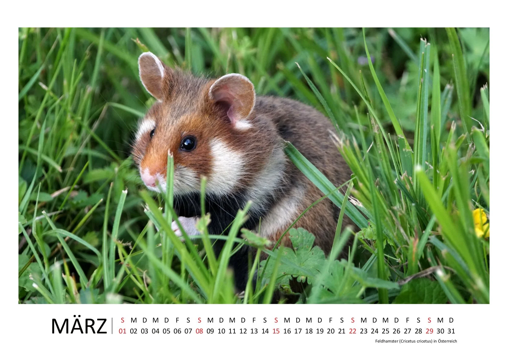 HirschJ_Kalender 2026_quer_03März.jpg