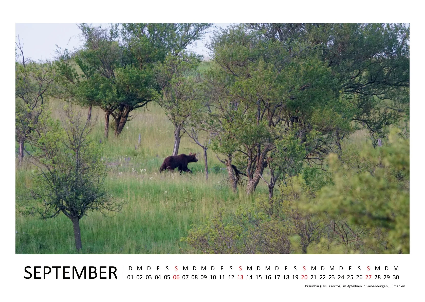 HirschJ_Kalender 2026_quer_09September.jpg