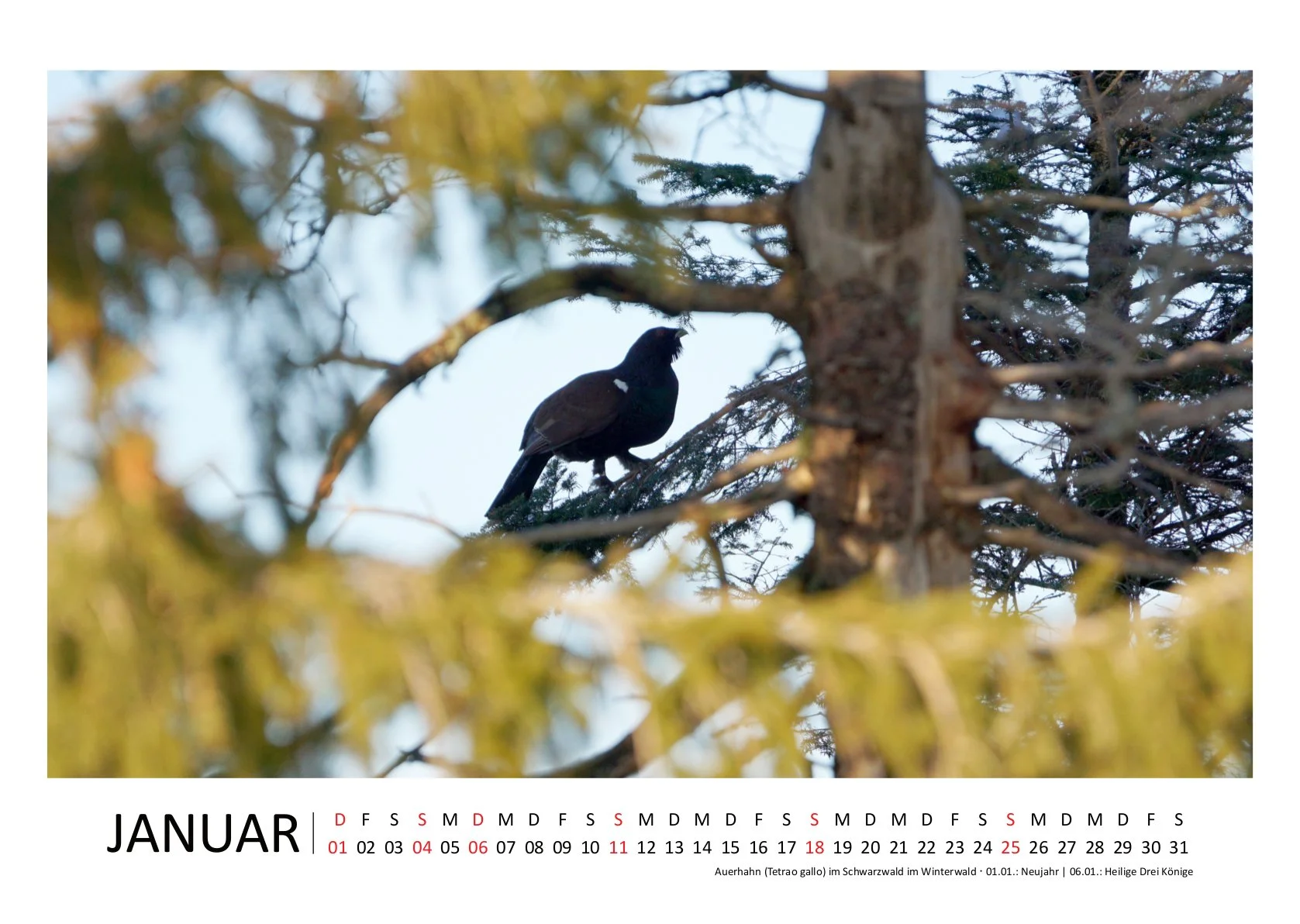 HirschJ_Kalender 2026_quer_01Januar.jpg