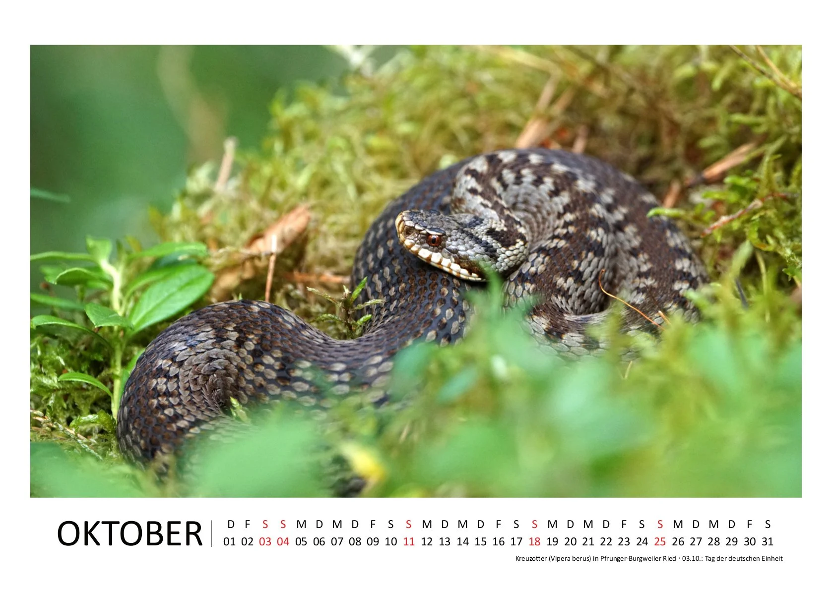 HirschJ_Kalender 2026_quer_10Oktober.jpg