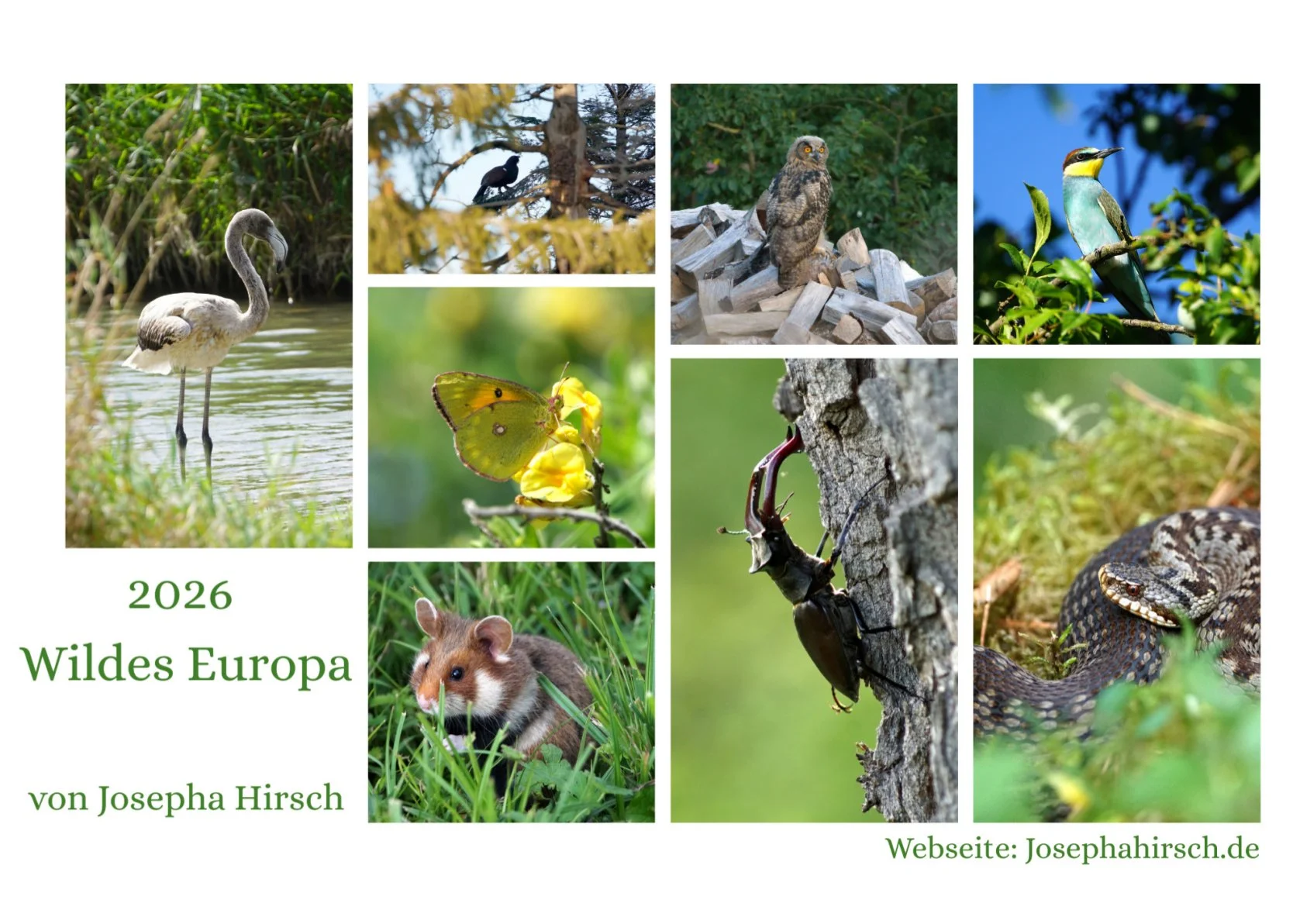 HirschJ_Kalender 2026_quer_00Titelbild.jpg