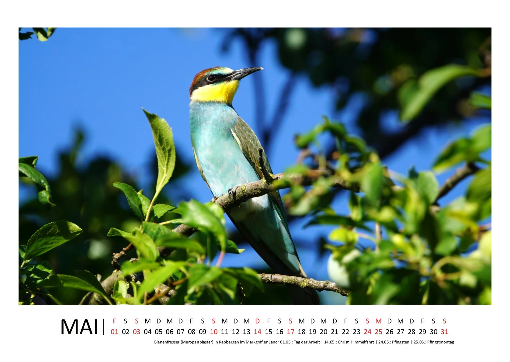 HirschJ_Kalender 2026_quer_05Mai.jpg