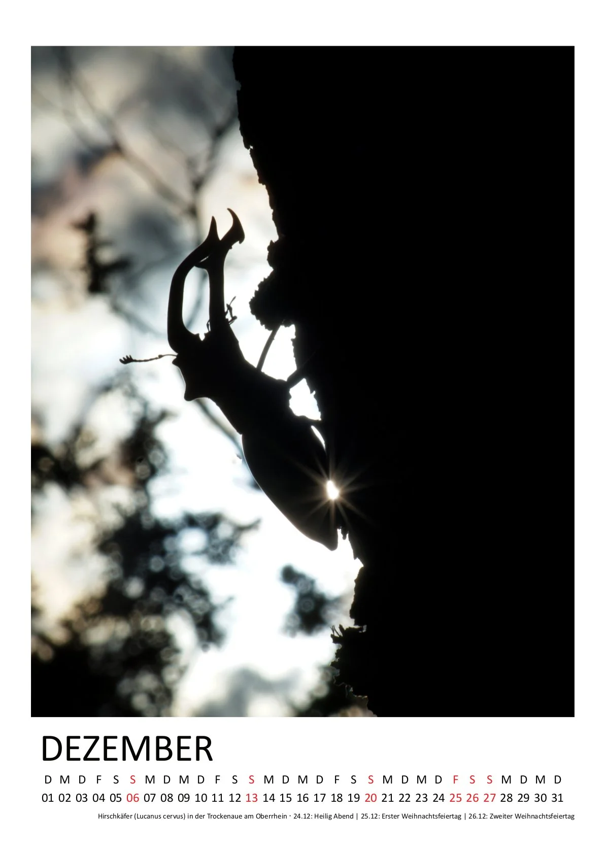 HirschJ_Kalender 2026 hochkant_12Dezember.jpg