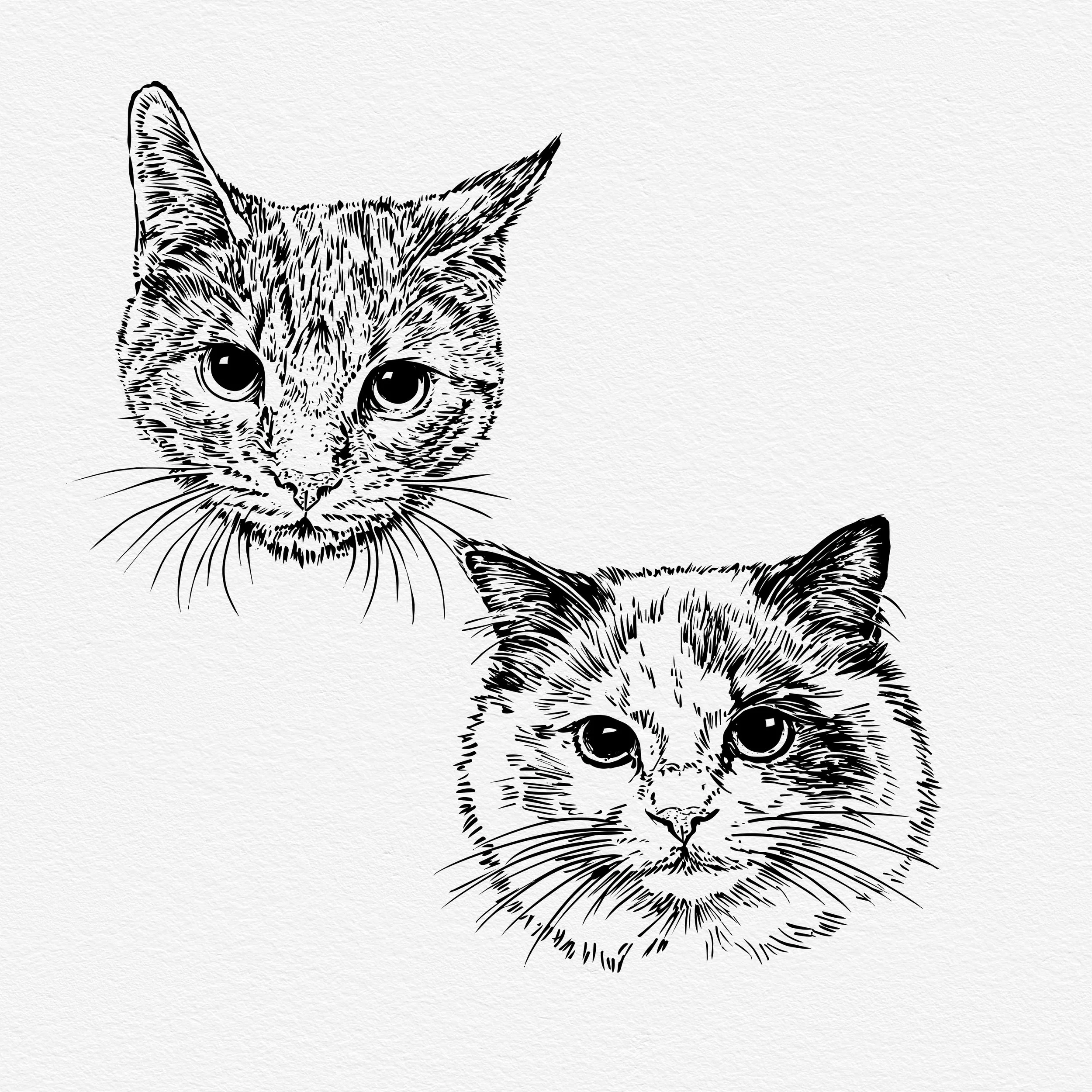 2 kitties.jpg