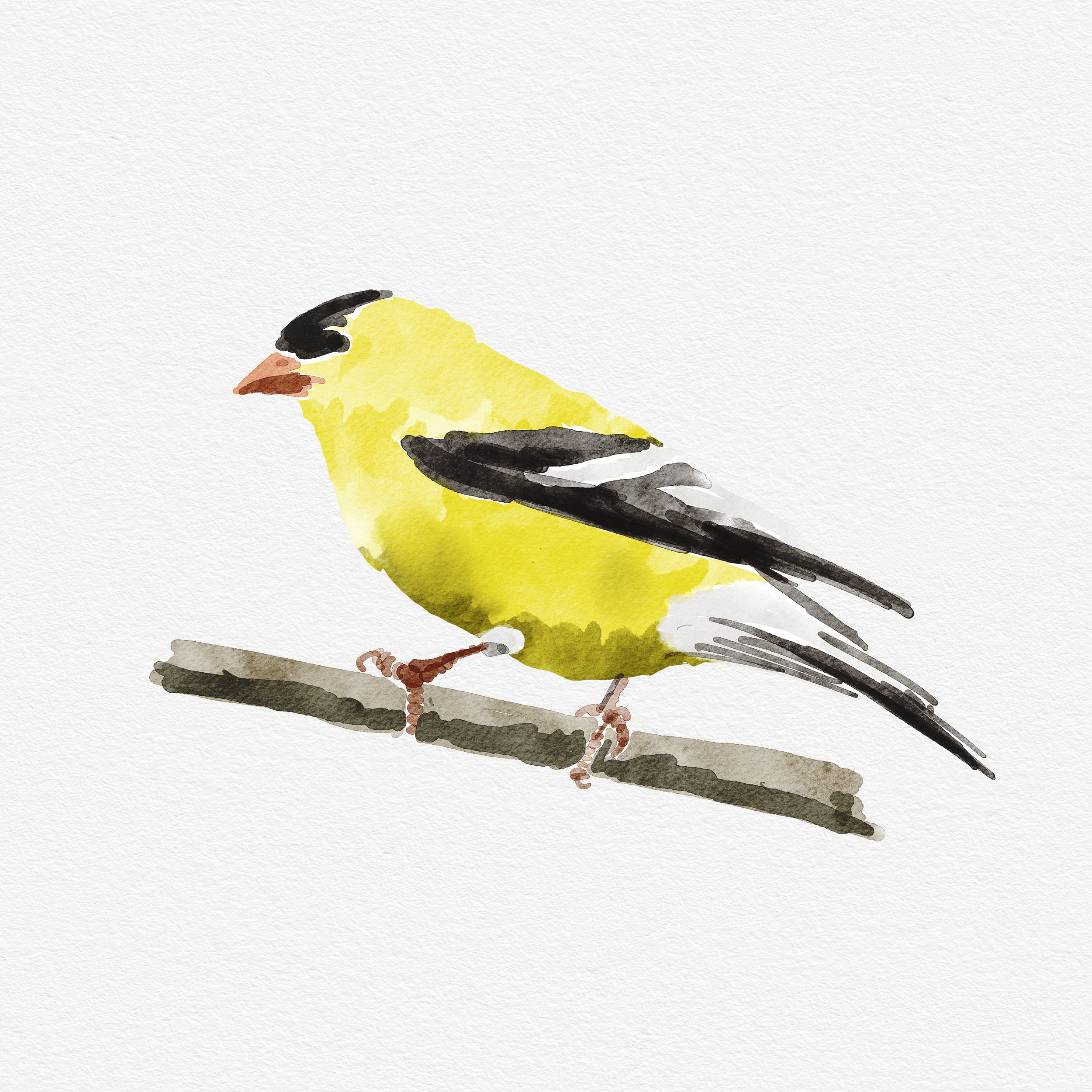 New Jersey Goldfinch.jpg