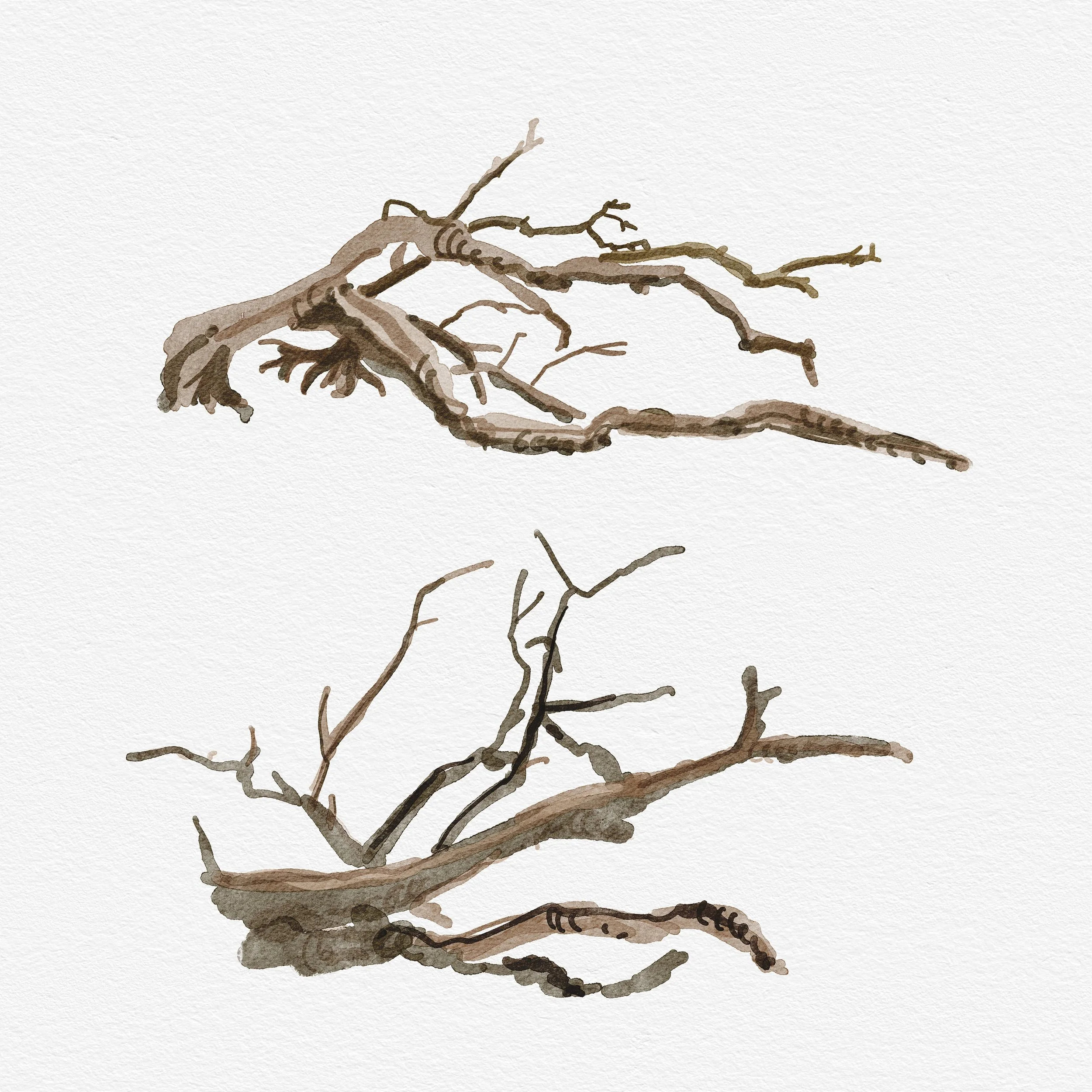 Driftwood.jpg