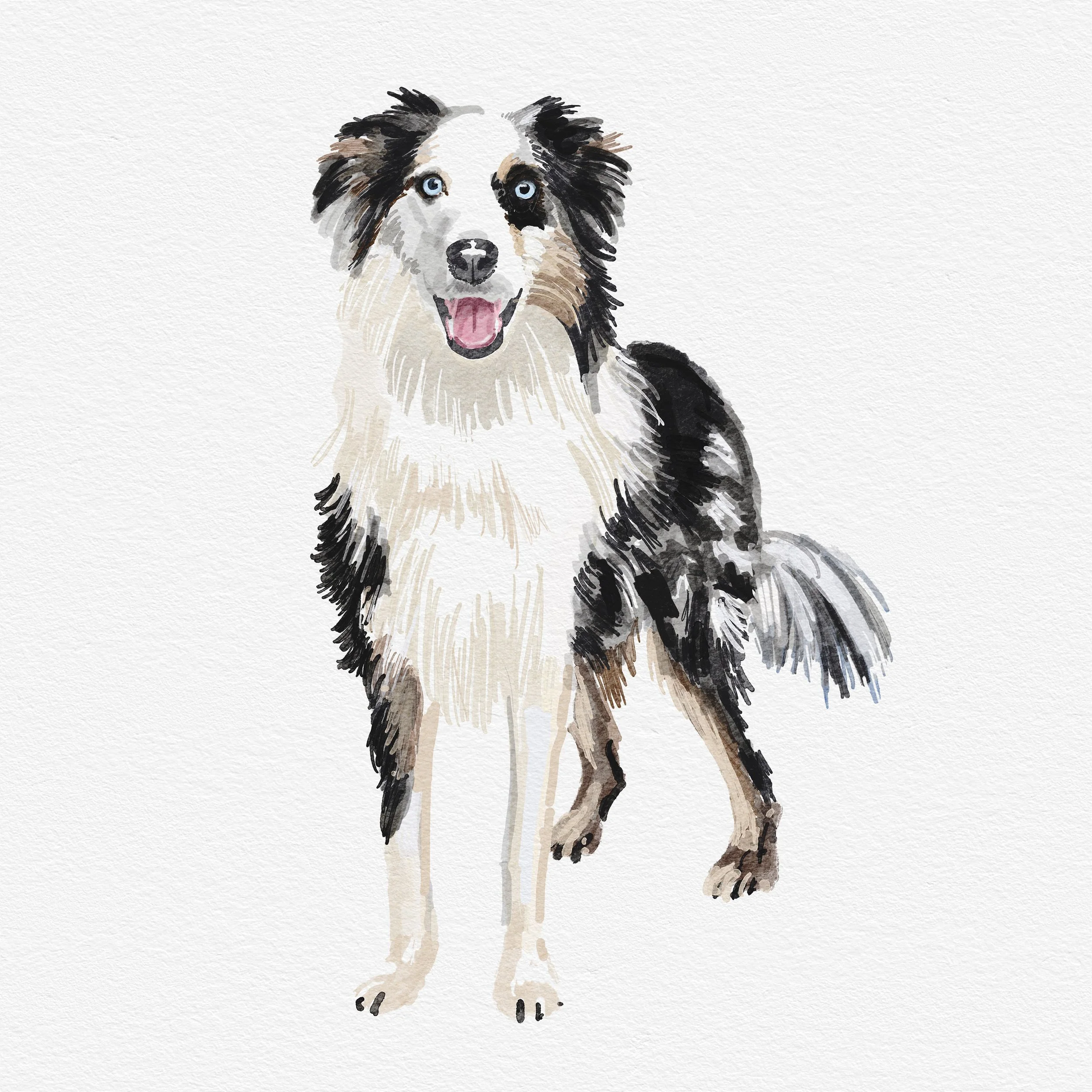 Collie.jpg